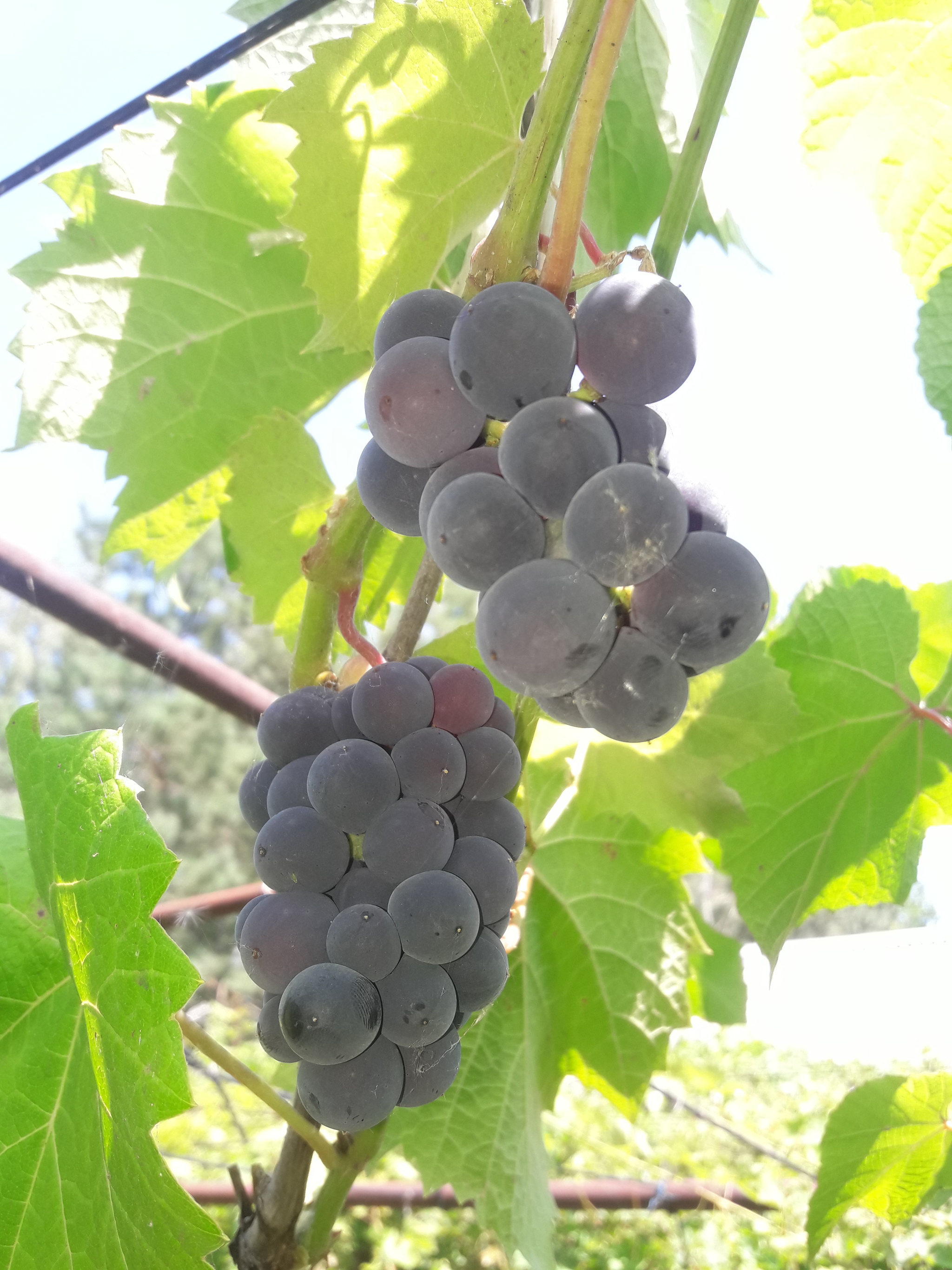 Extra early grapes + huge blackberries - My, Grape, Blackberry, Saratov, Longpost