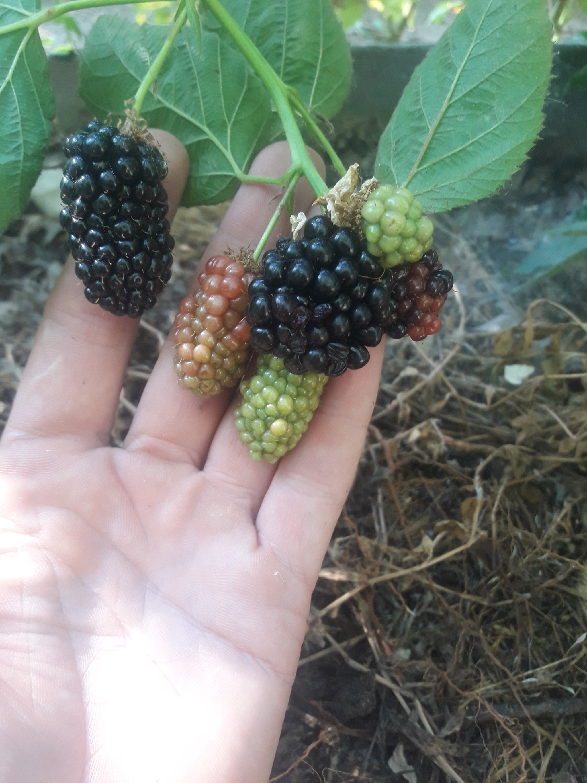 Extra early grapes + huge blackberries - My, Grape, Blackberry, Saratov, Longpost