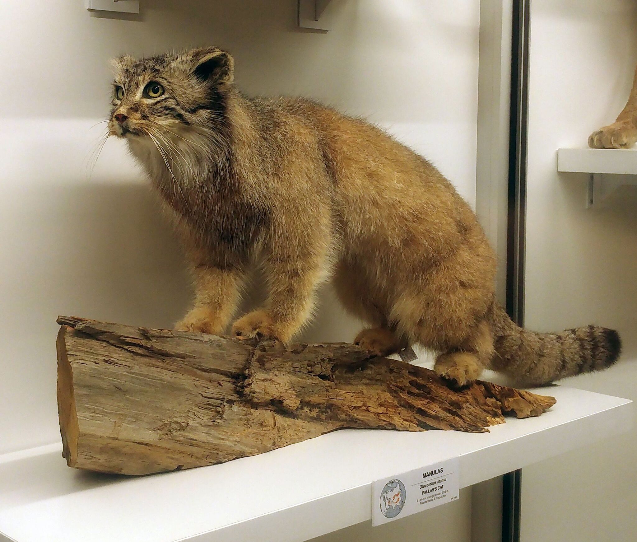 Manul museum - My, Pallas' cat, Pet the cat, Fluffy