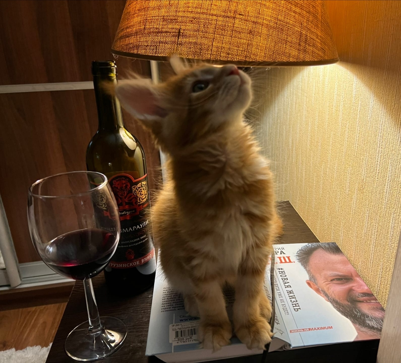 Cat lamp version 2.0 - Humor, Images, cat