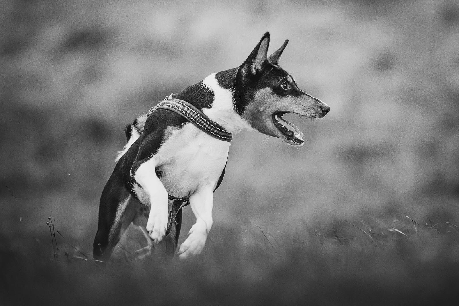 B&W portraits - My, The photo, Photographer, Animals, Dog, Black and white, Black and white photo, Longpost