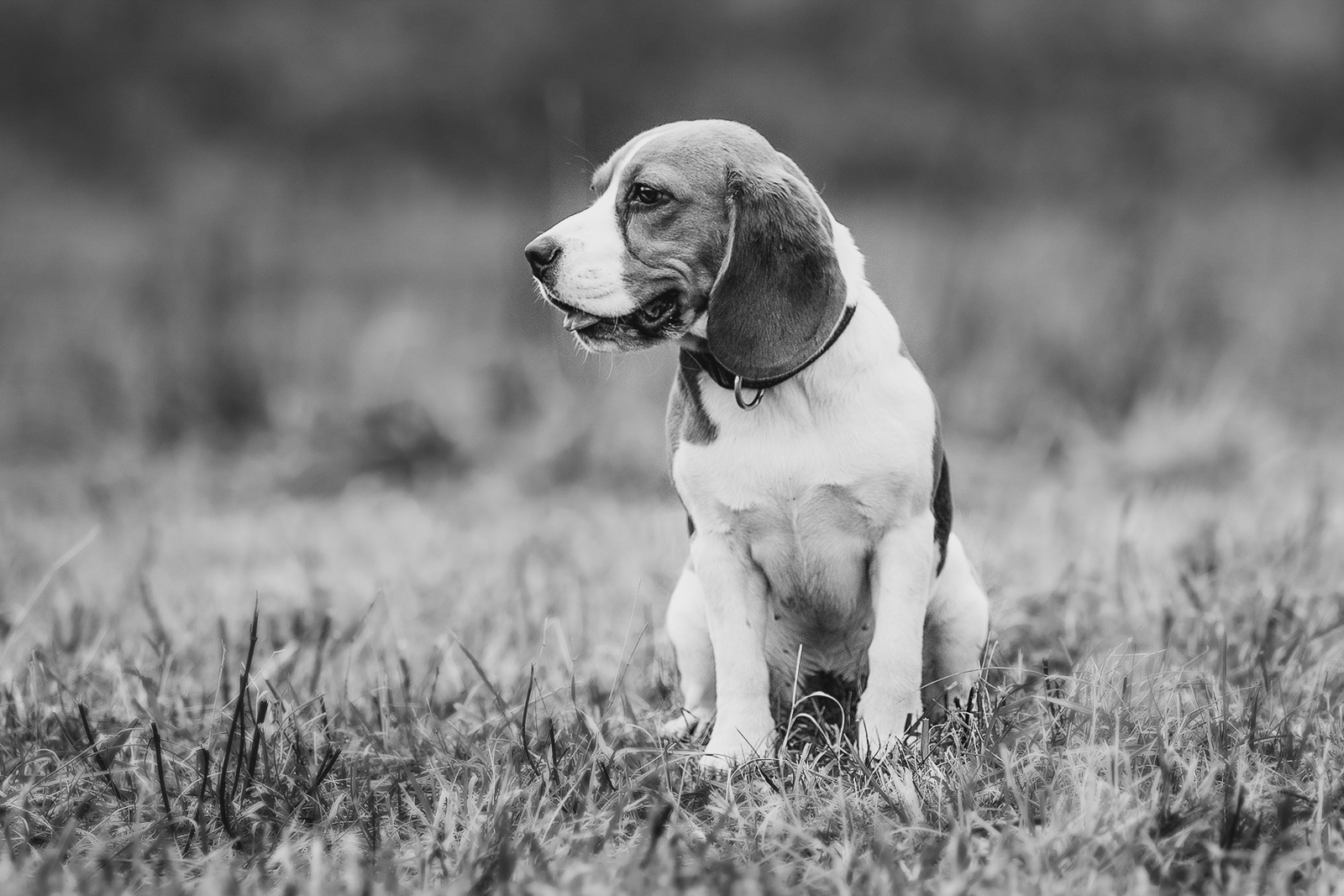 B&W portraits - My, The photo, Photographer, Animals, Dog, Black and white, Black and white photo, Longpost