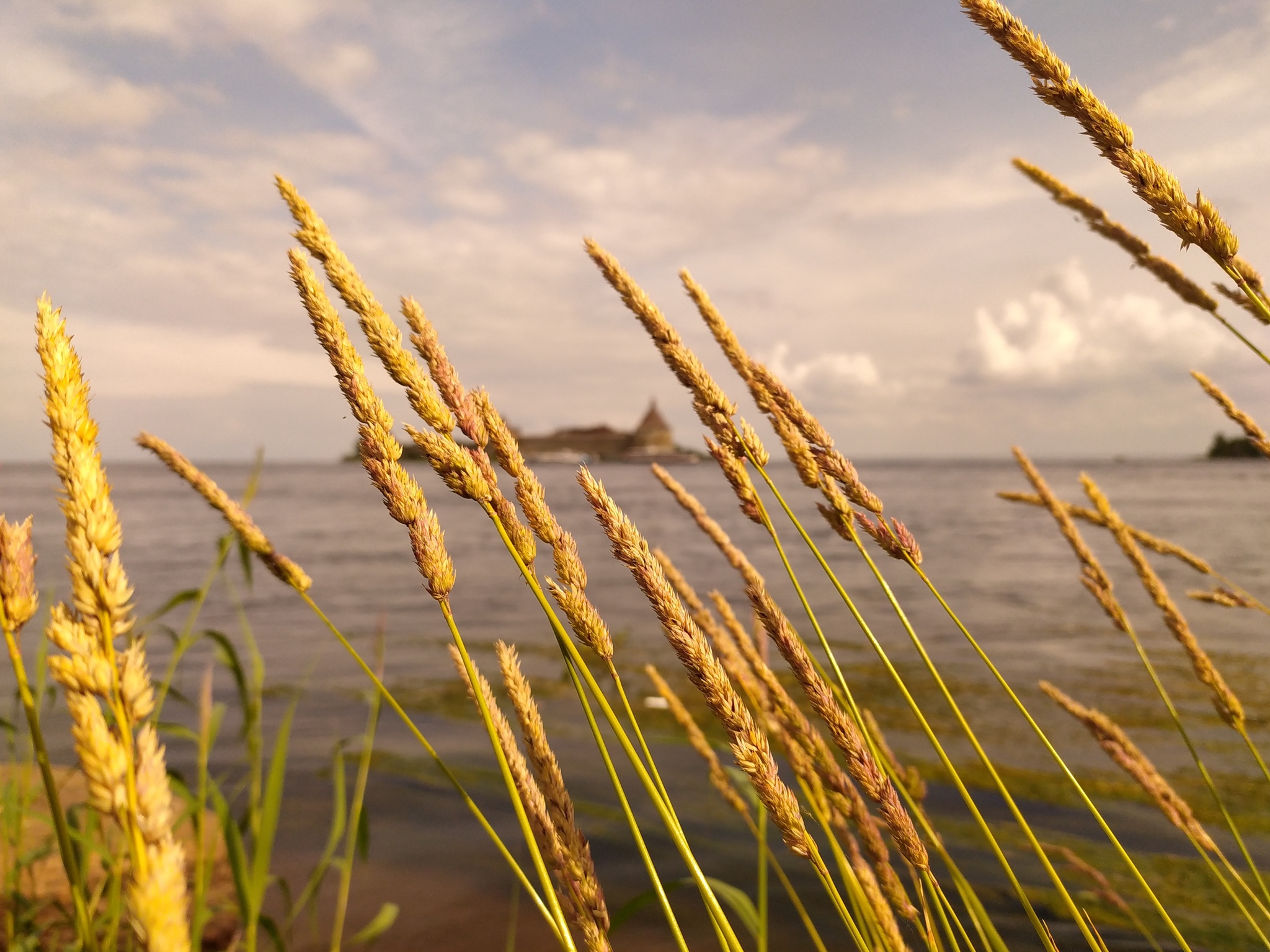 Summer - The sun, Mobile photography, Photo on sneaker, The photo, Beginning photographer, River, Neva, Summer, Sky, Grass, Photographer