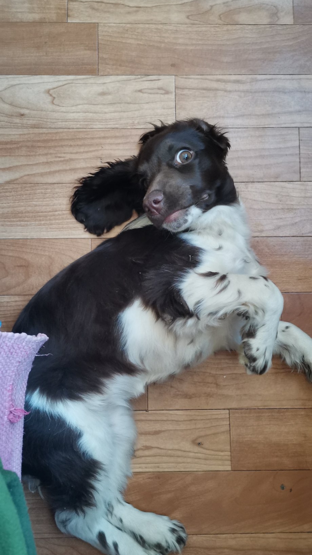 Strike a pose - My, Milota, Russian spaniel, Dog