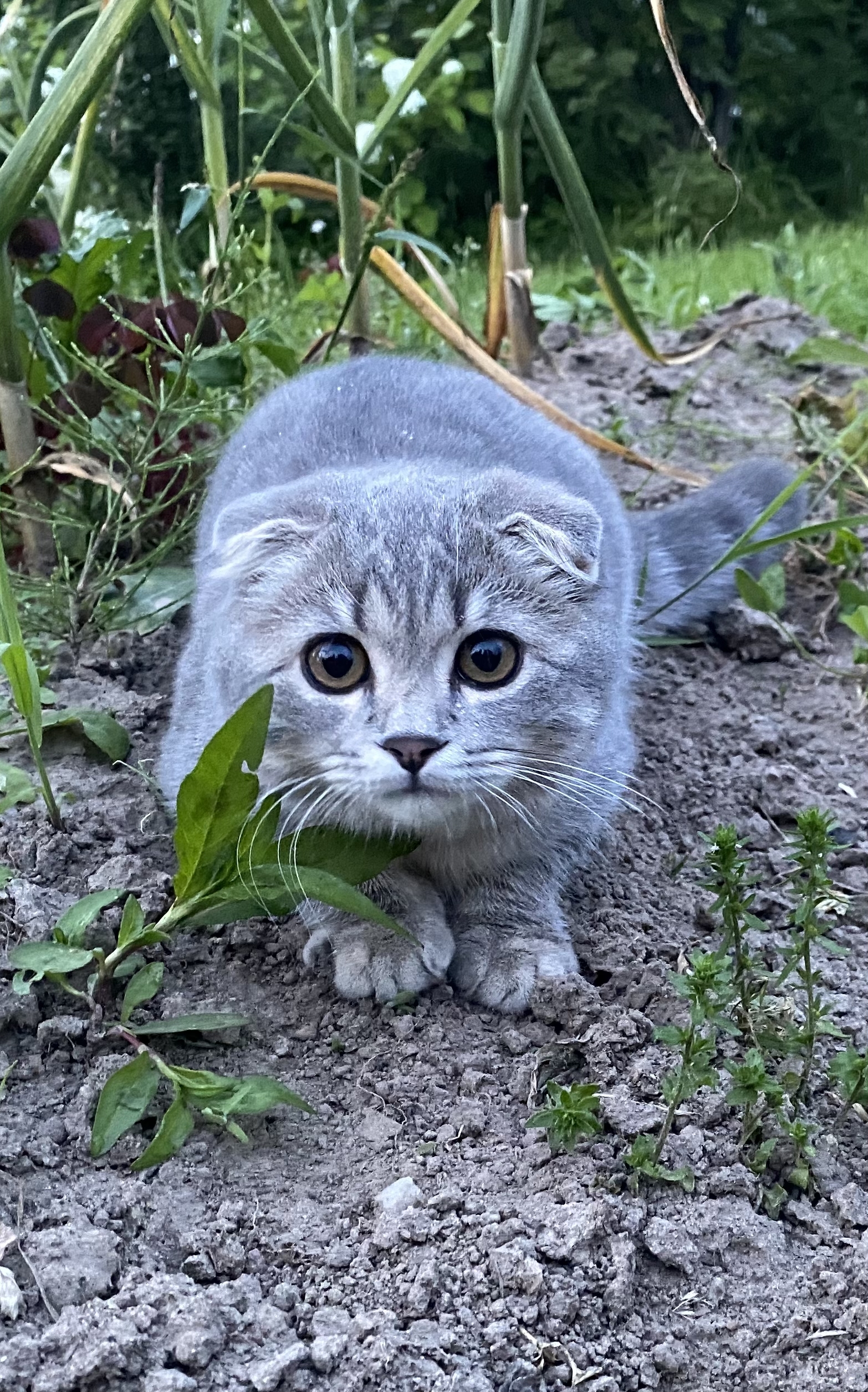 Little huntress - My, Mobile photography, cat