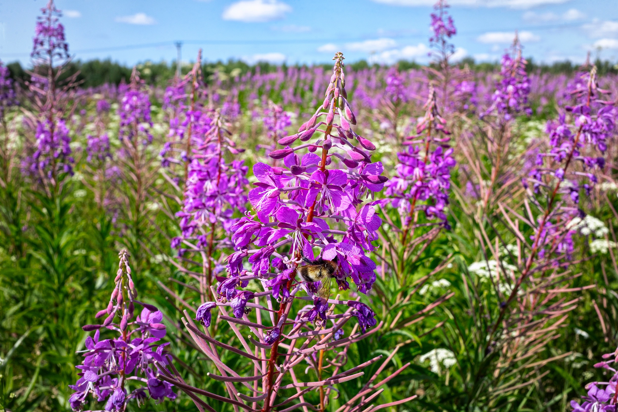 In search of Ivan Chai - My, Tobolsk, Blooming Sally, The photo, Landscape, Life stories, Longpost