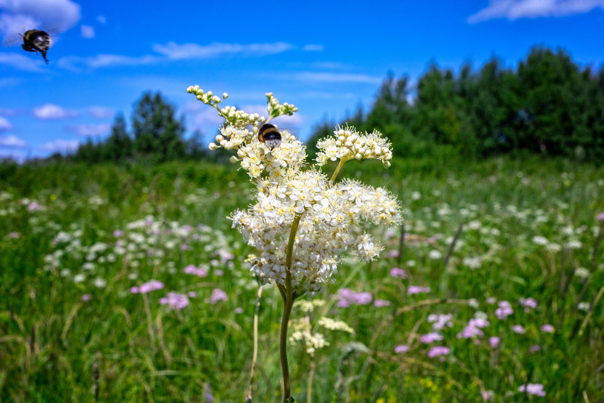 In search of Ivan Chai - My, Tobolsk, Blooming Sally, The photo, Landscape, Life stories, Longpost