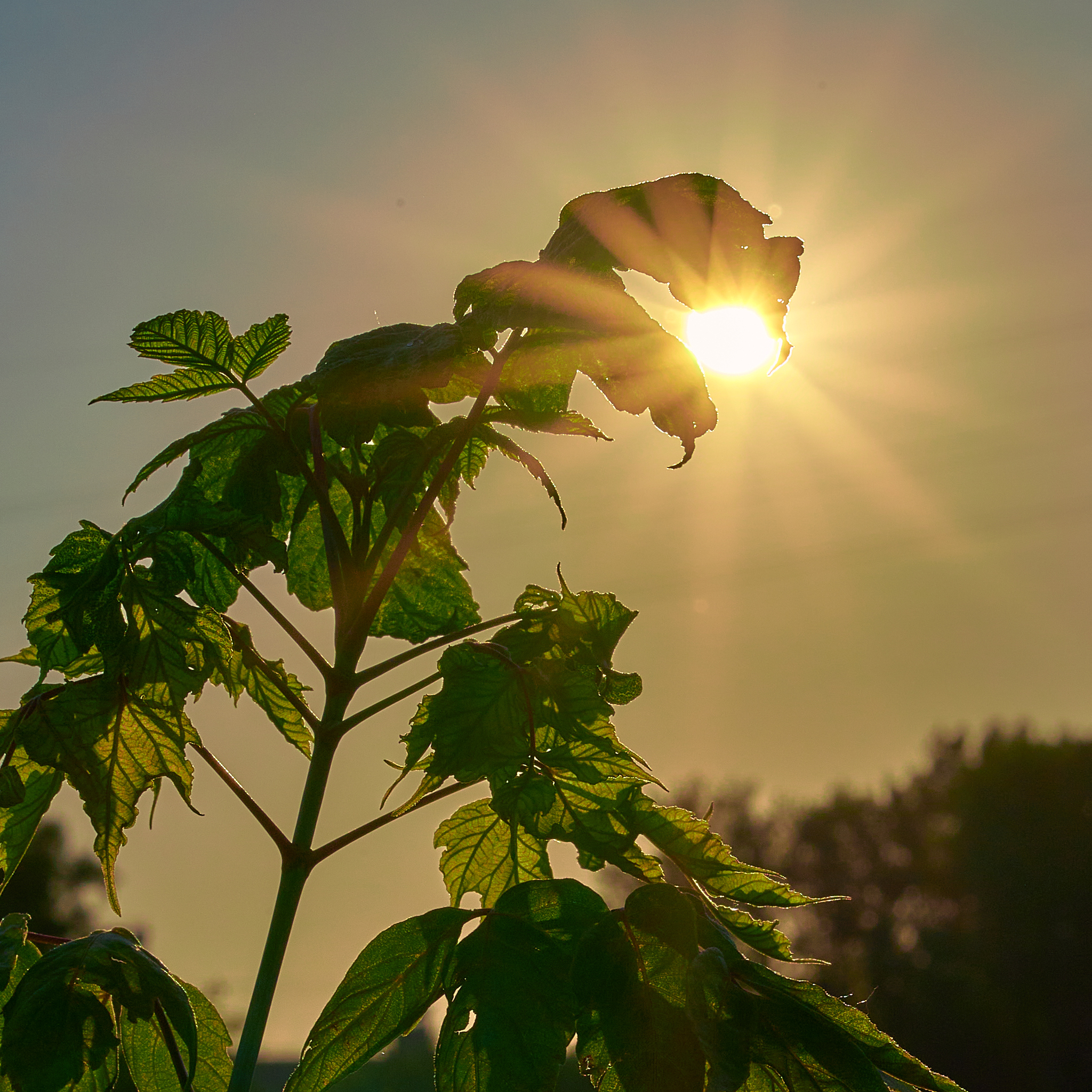 Catch the beam... - My, The photo, Nature, Sunset, The sun