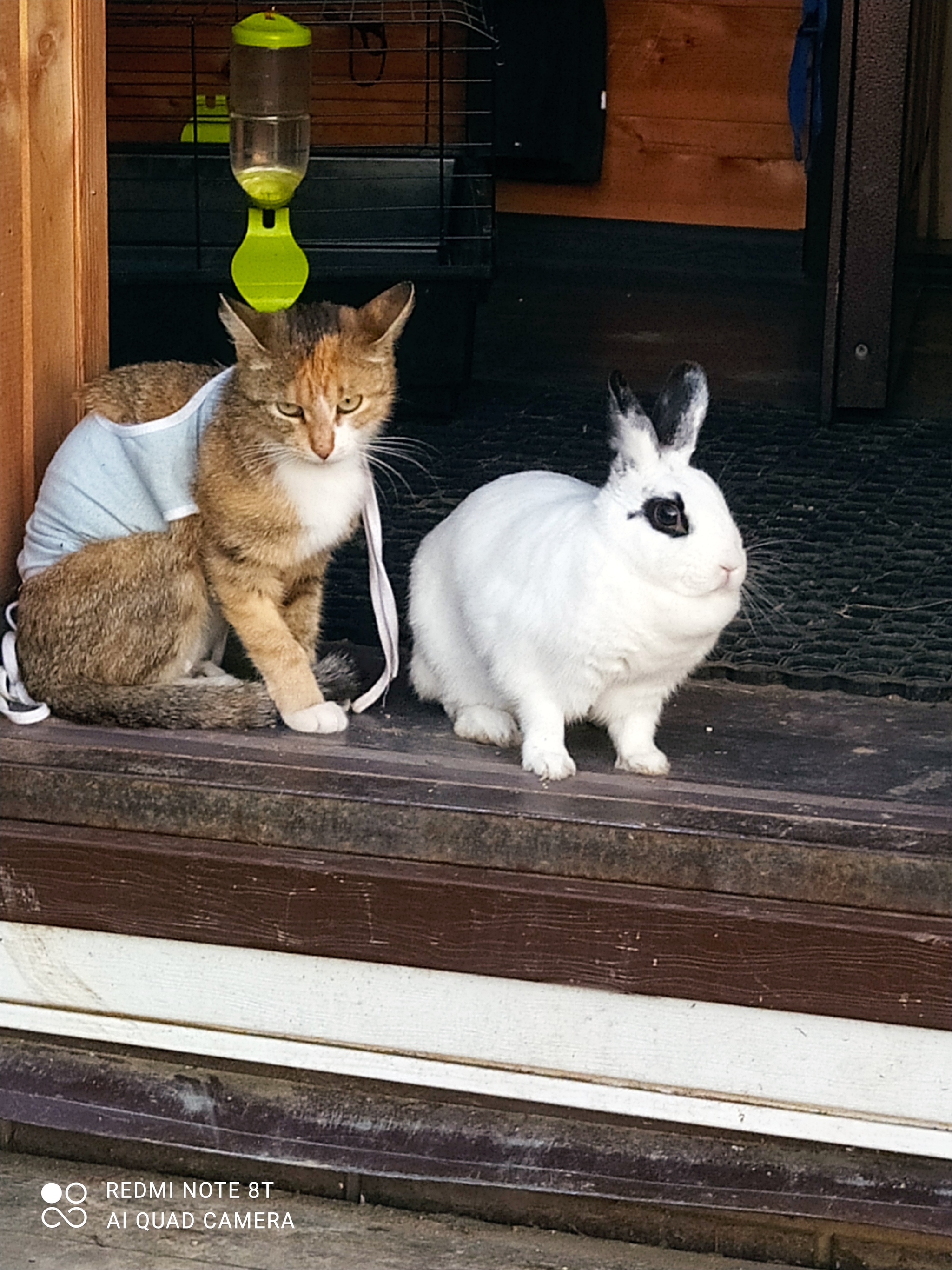 Cats and rabbits - My, Rabbit, cat, Mat, Longpost