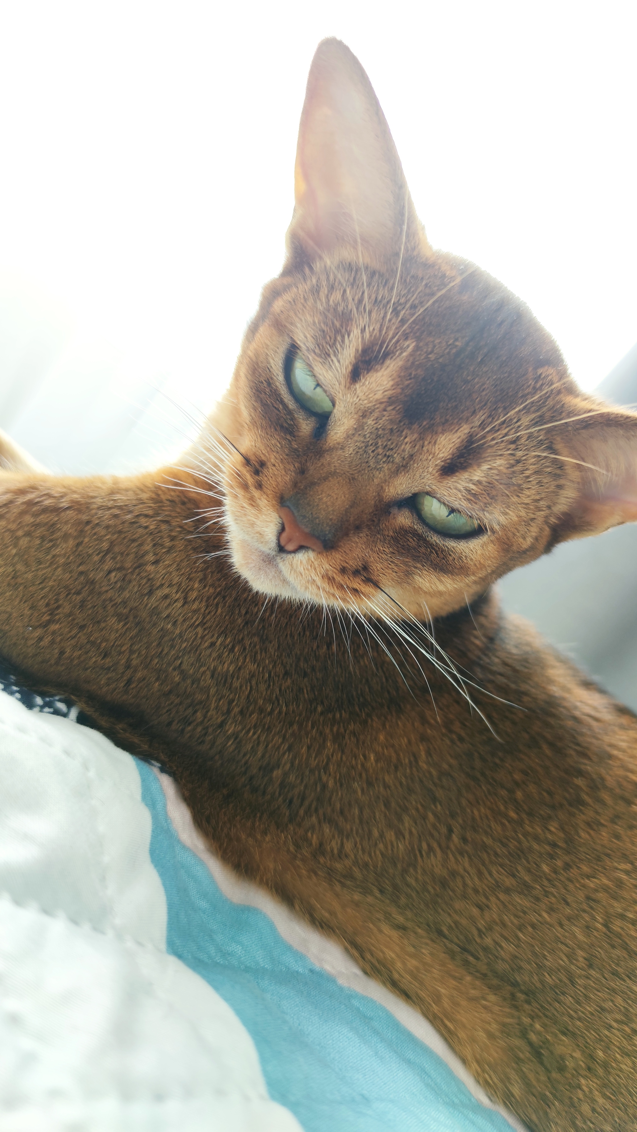 Abyssinian on chile - My, Abyssinian cat, cat