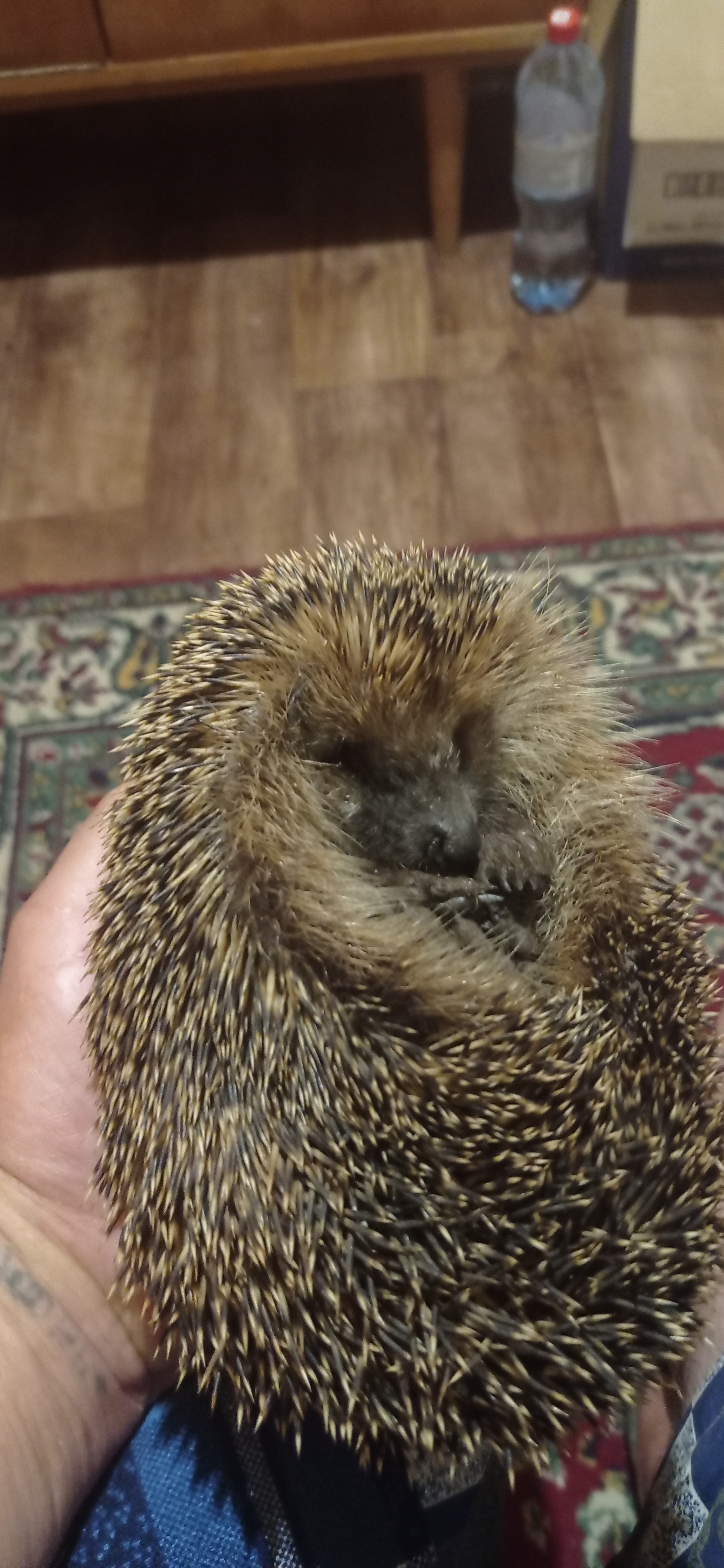 Night guest - My, Hedgehog, The Invisible Guest, Longpost