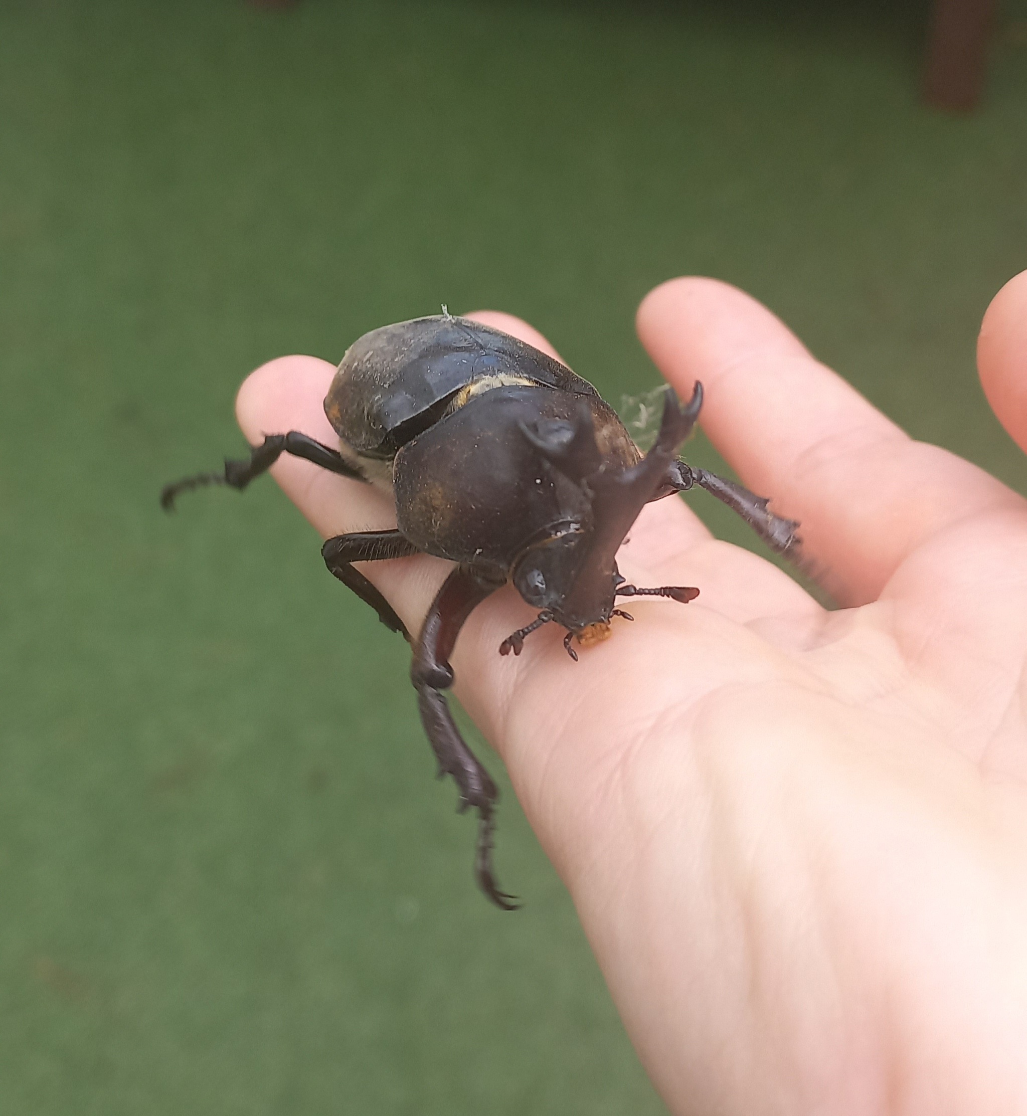 Met this handsome guy at work :) - My, Rhinoceros beetle, Insects, Longpost