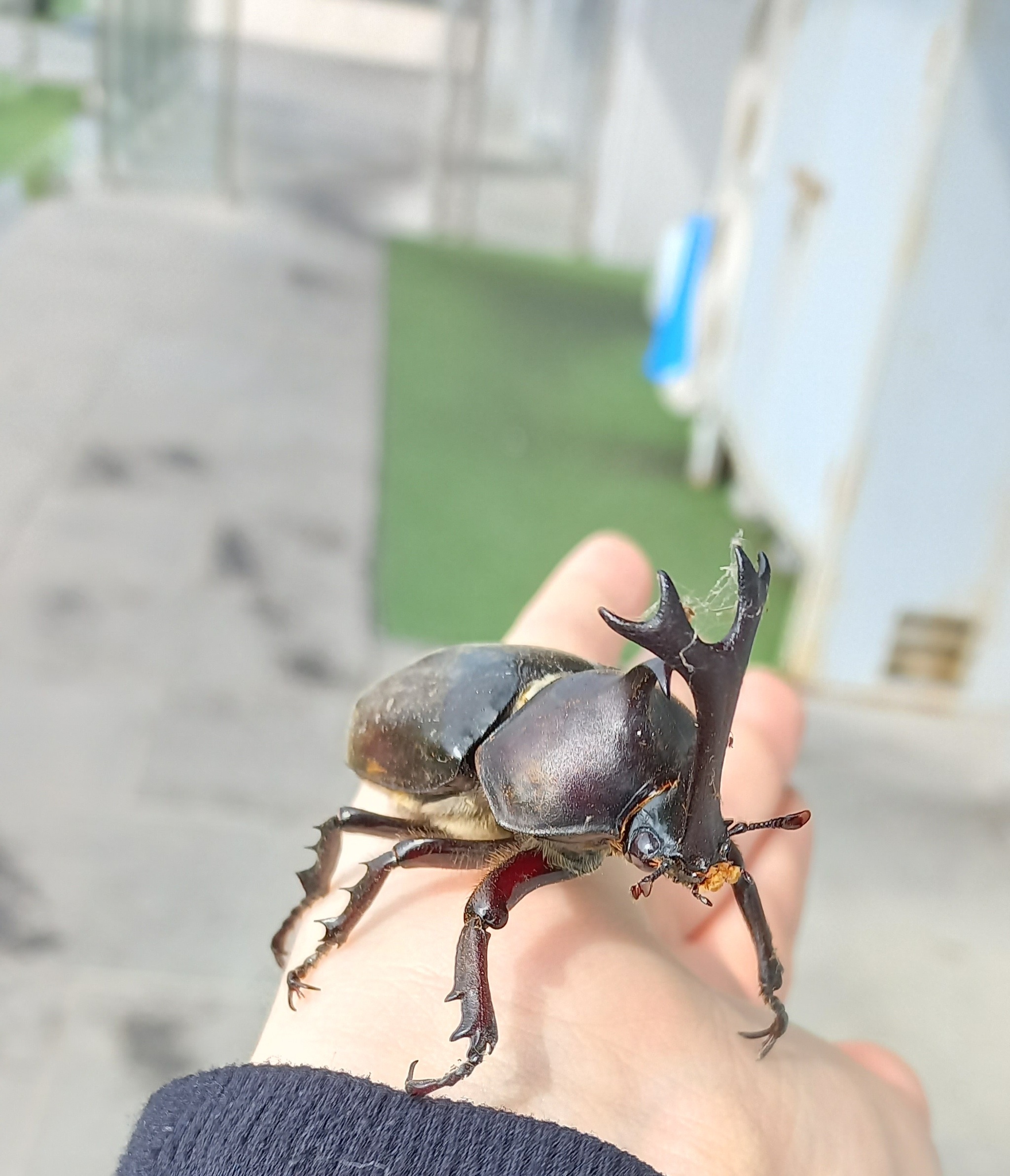 Met this handsome guy at work :) - My, Rhinoceros beetle, Insects, Longpost