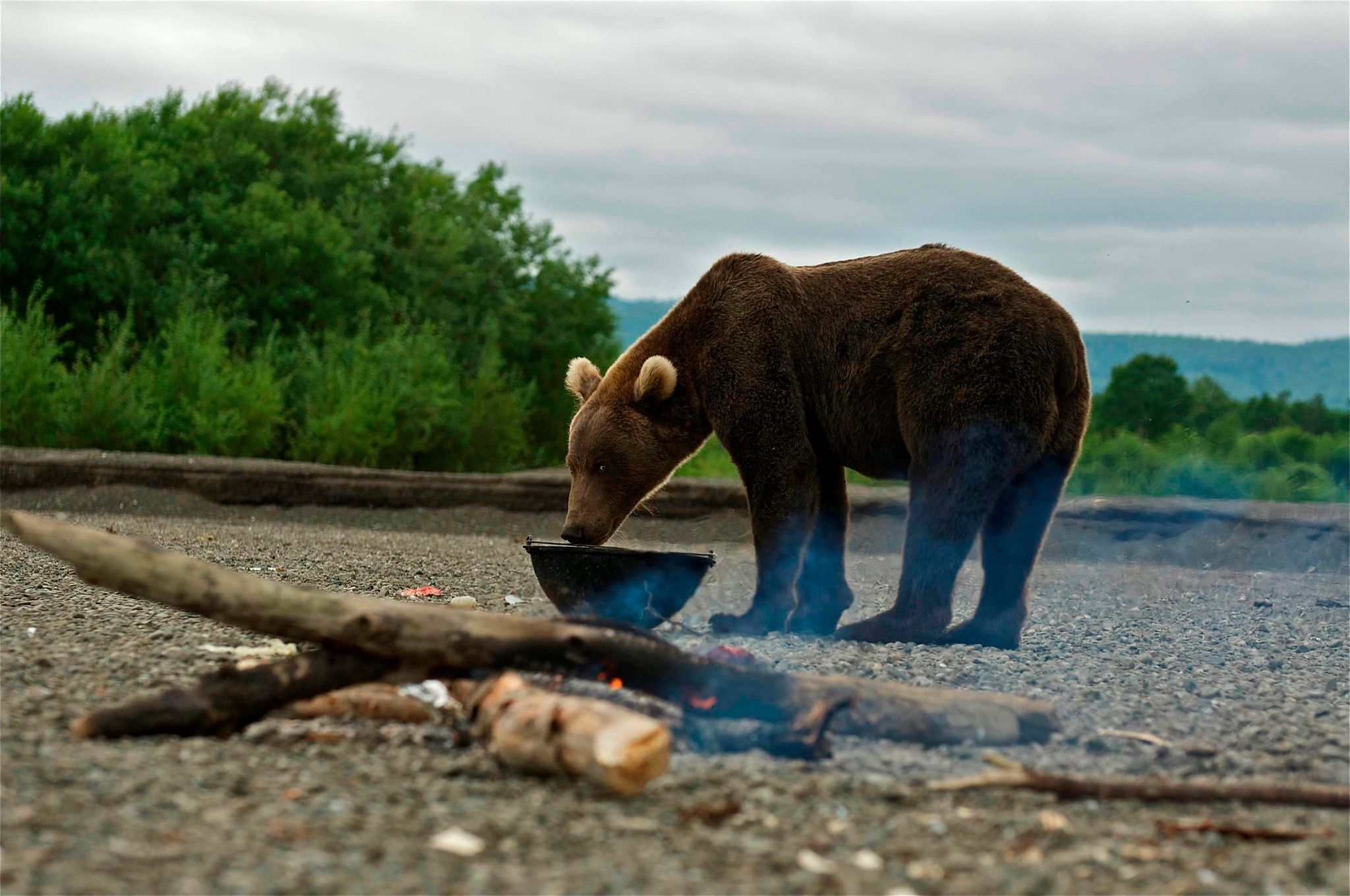 Ear! - The photo, Animals, Wild animals, The Bears, Brown bears