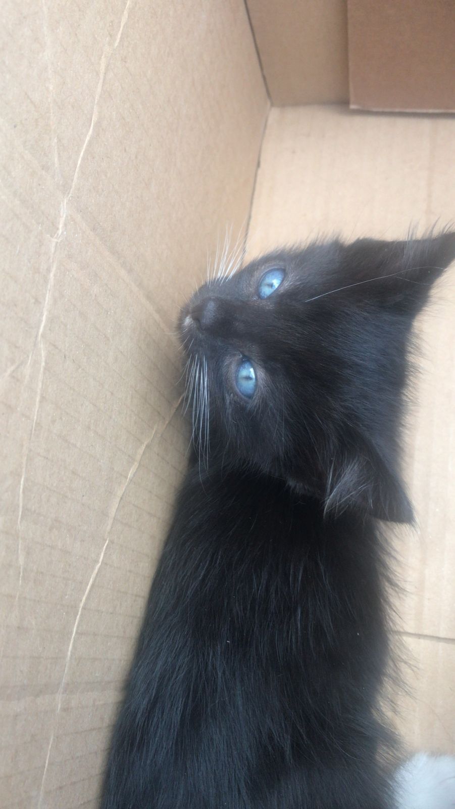 They threw kittens into the veterinary clinic in Istra - My, Kittens, cat, Russian blue, Planted, Animal Rescue, Helping animals, Moscow, Istra, Animal shelter, In good hands, Longpost