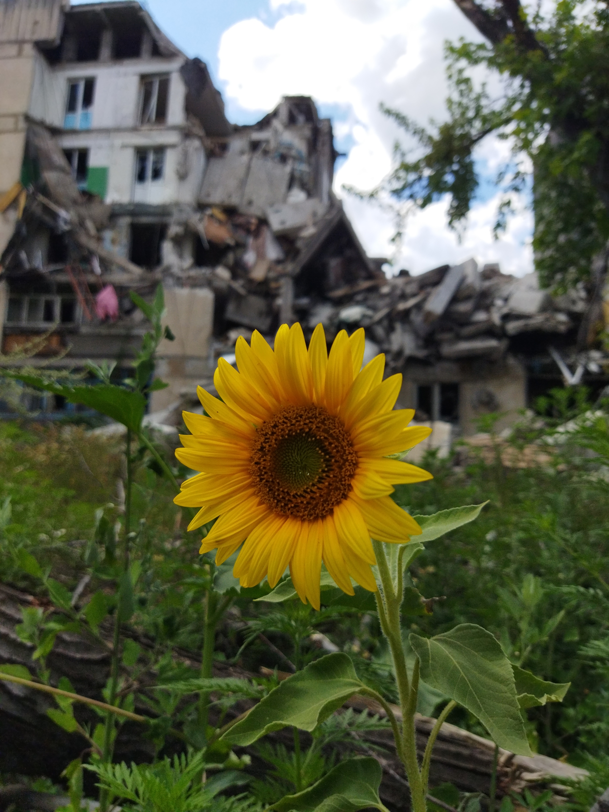 Donbass - My, Photo on sneaker, Sunflower