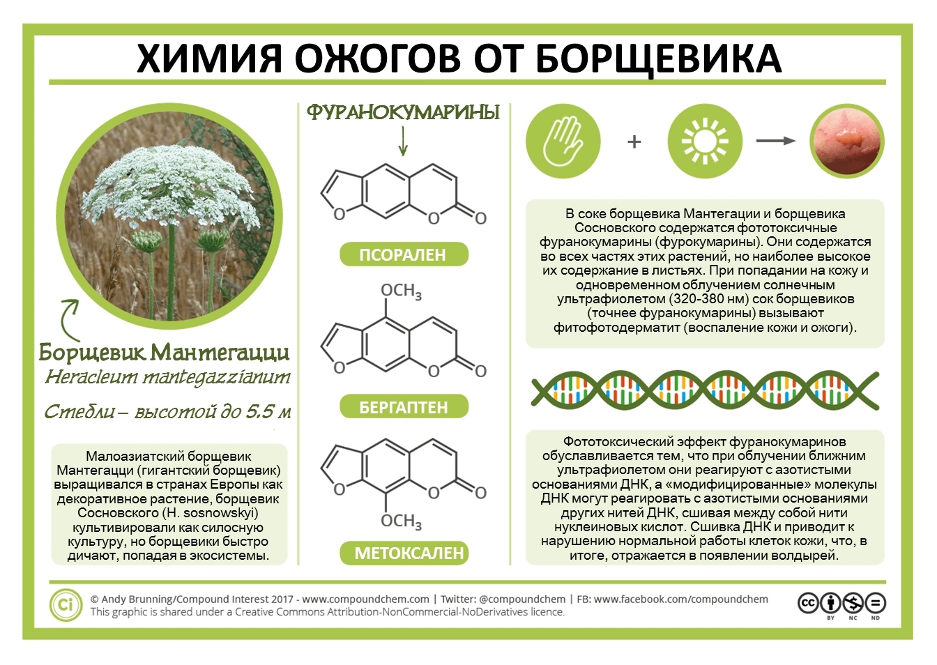 Чем опасен борщевик - Моё, Скорая помощь, Медицина, Педиатрия, Растения, Борщевик, Ожог, Длиннопост