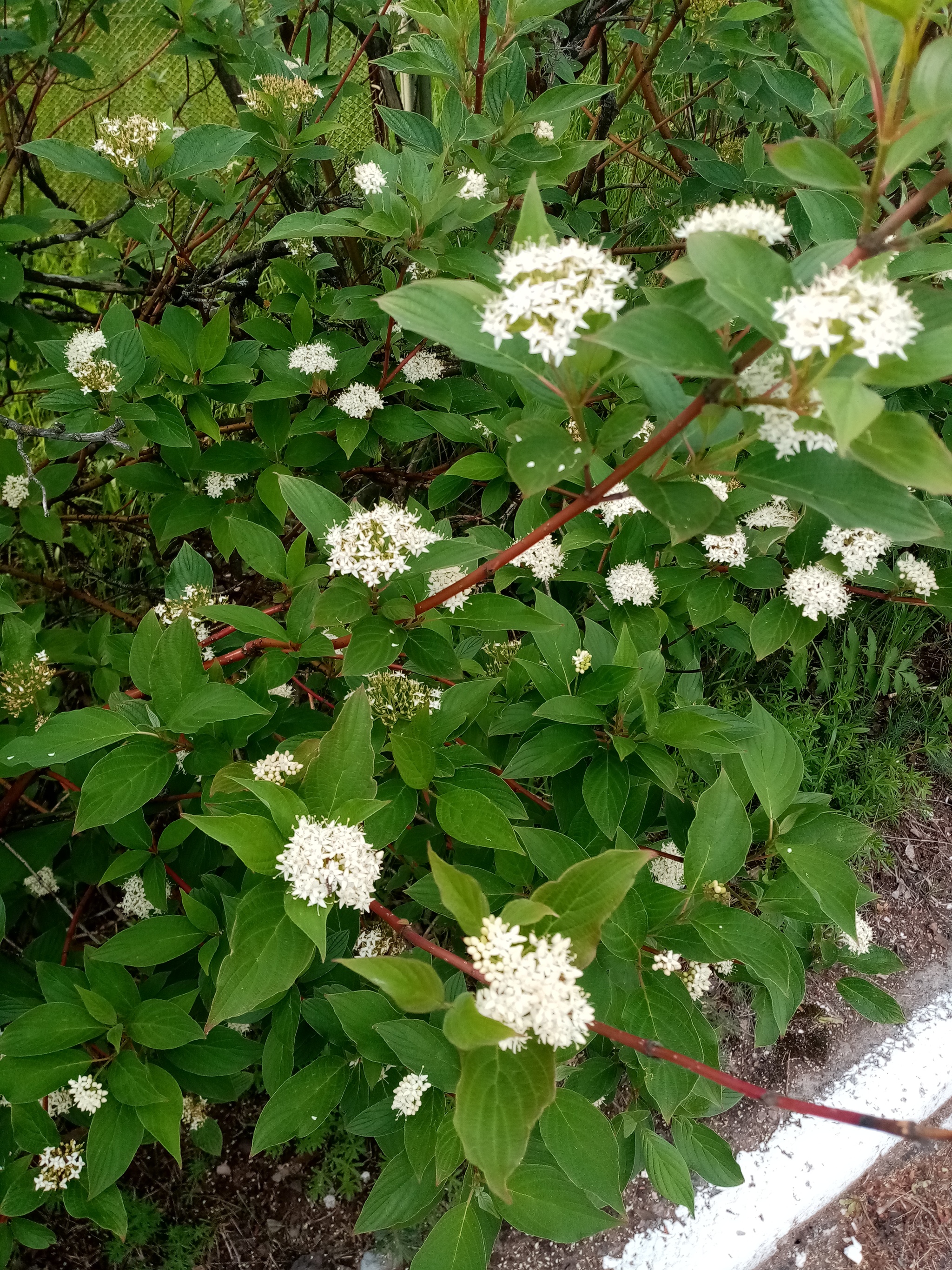 I'll ask for help in identifying a shrub - Bush, What kind of plant