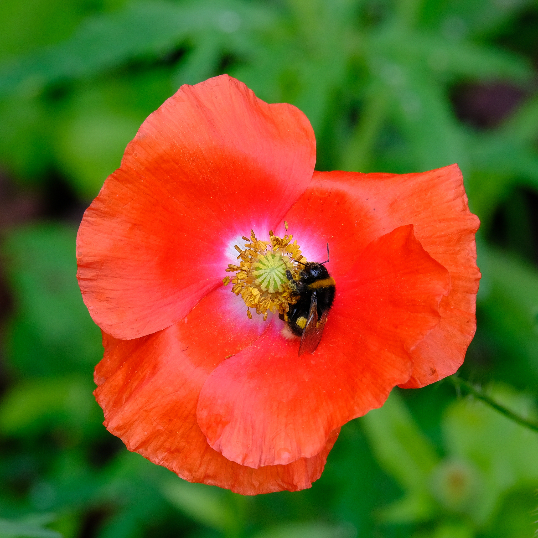 poppies - My, The photo, Fujifilm, Bloom, Flowers, Poppy, Macro photography, Longpost