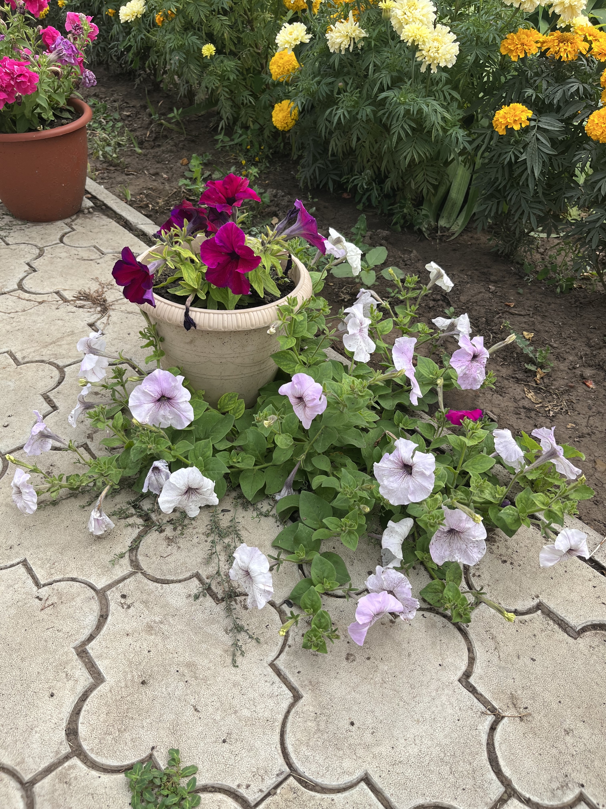 Petunias - My, Flowers, Petunia, Dacha, Longpost