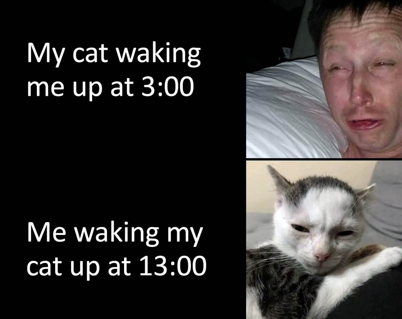 Human - Cat: 1:1 - Picture with text, cat, Wake, Memes