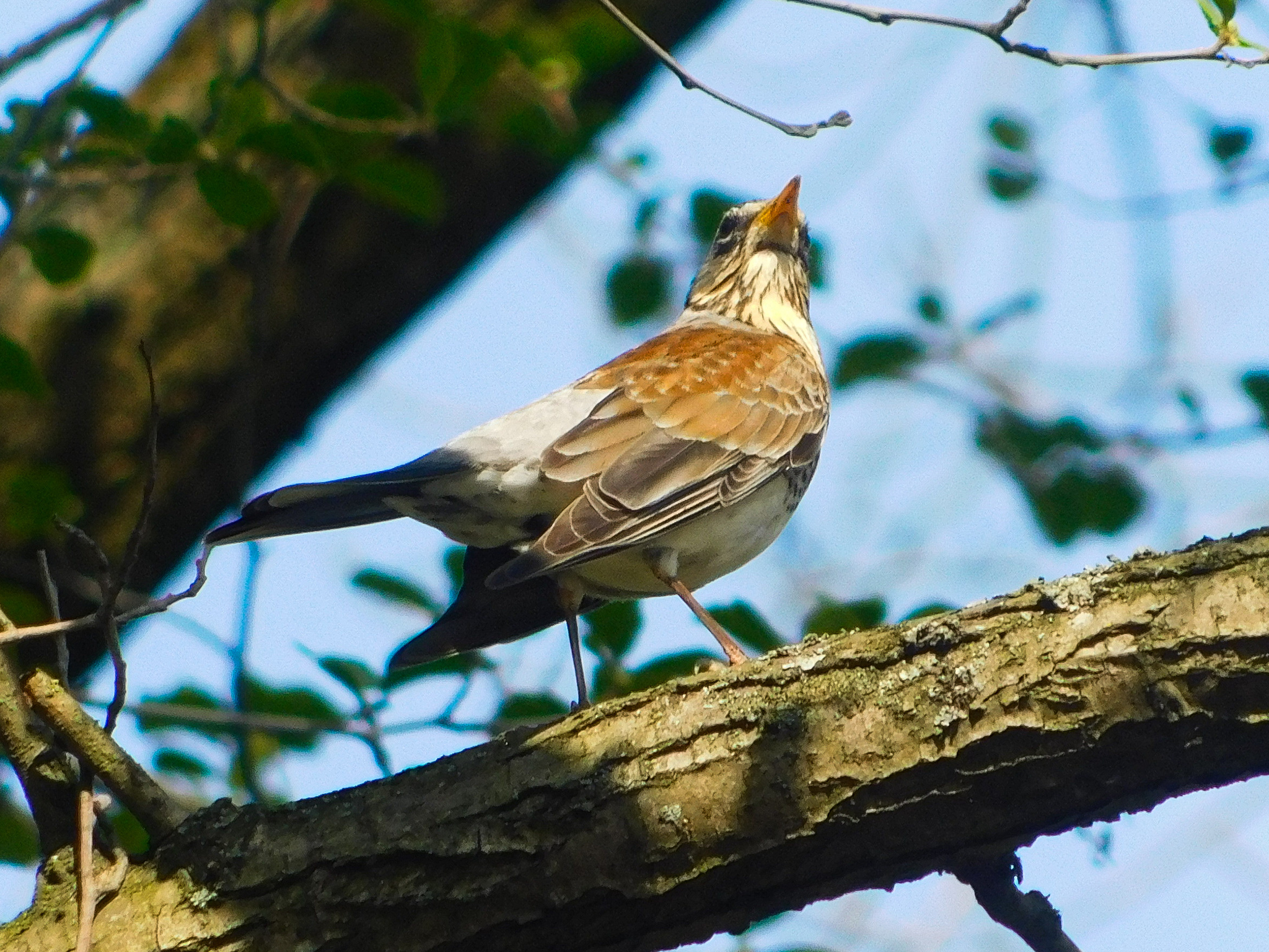 Reply to the post Hello from the forest - My, Nature, Photo hunting, Birds, Hobby, The nature of Russia, Predator birds, Ornithology, beauty of nature, Chick, Summer, Walk, Longpost, 68, Reply to post