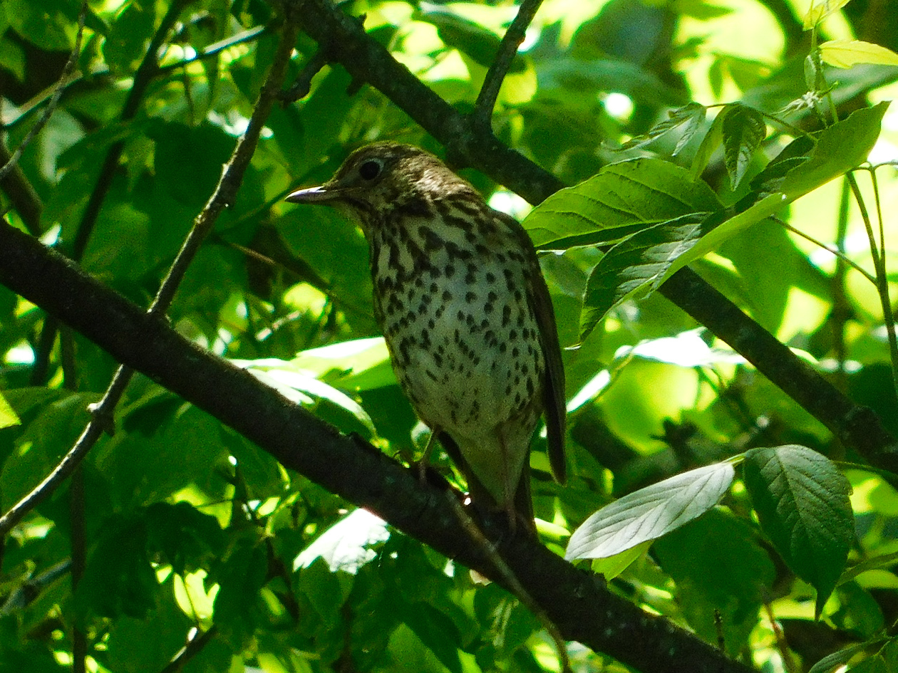 Reply to the post Hello from the forest - My, Nature, Photo hunting, Birds, Hobby, The nature of Russia, Predator birds, Ornithology, beauty of nature, Chick, Summer, Walk, Longpost, 68, Reply to post