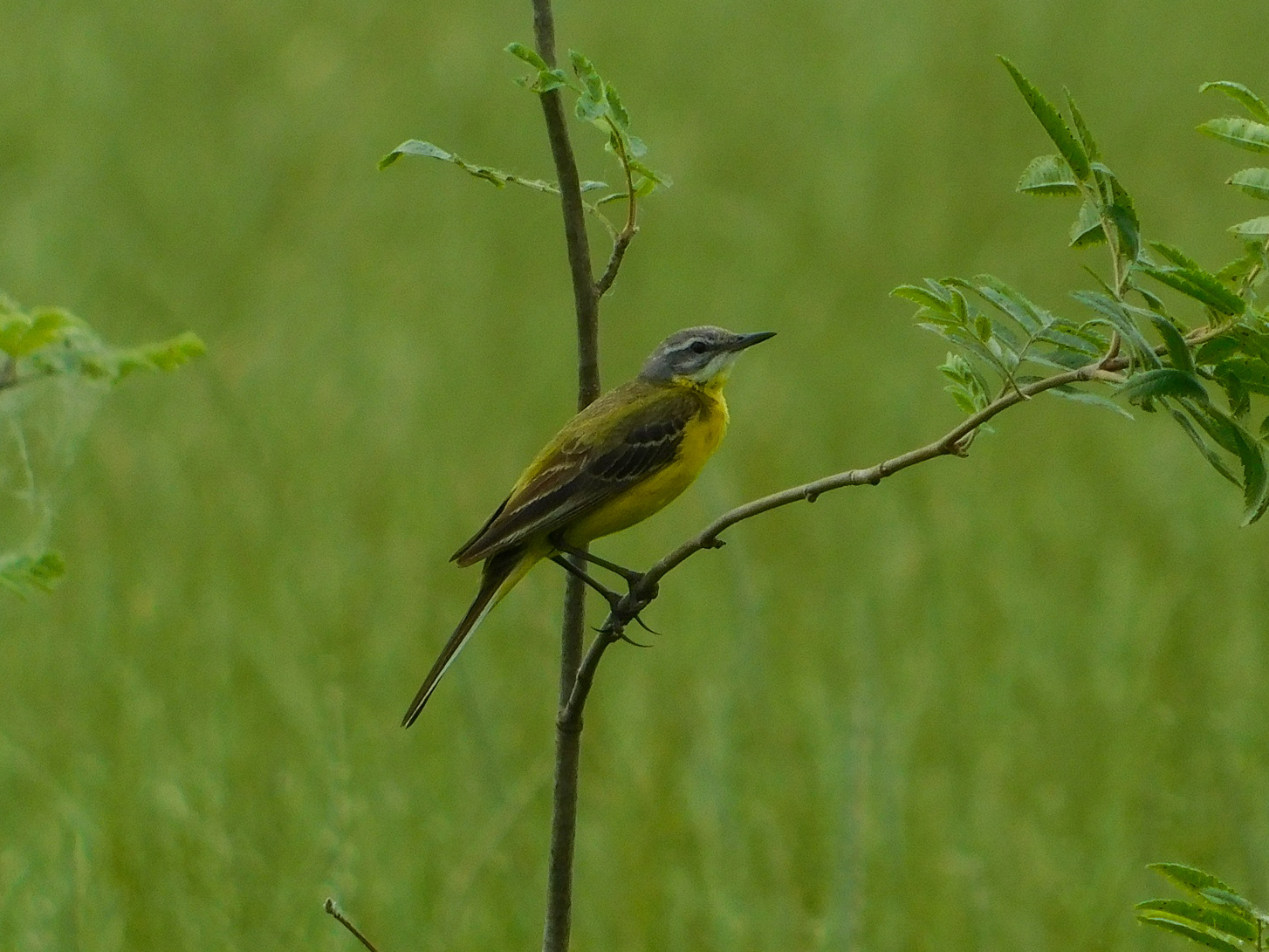 Reply to the post Hello from the forest - My, Nature, Photo hunting, Birds, Hobby, The nature of Russia, Predator birds, Ornithology, beauty of nature, Chick, Summer, Walk, Longpost, 68, Reply to post