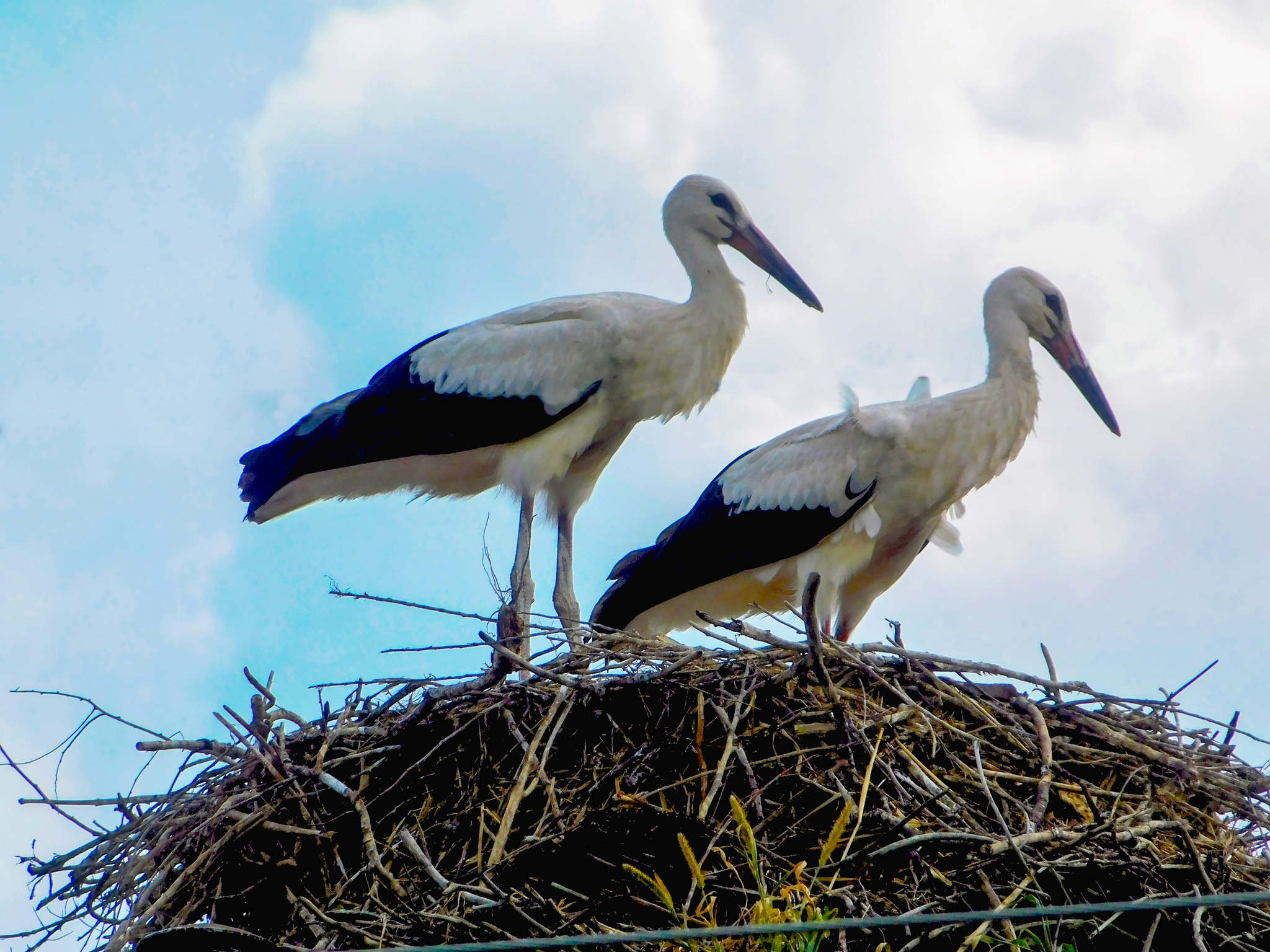 Reply to the post Hello from the forest - My, Nature, Photo hunting, Birds, Hobby, The nature of Russia, Predator birds, Ornithology, beauty of nature, Chick, Summer, Walk, Longpost, 68, Reply to post