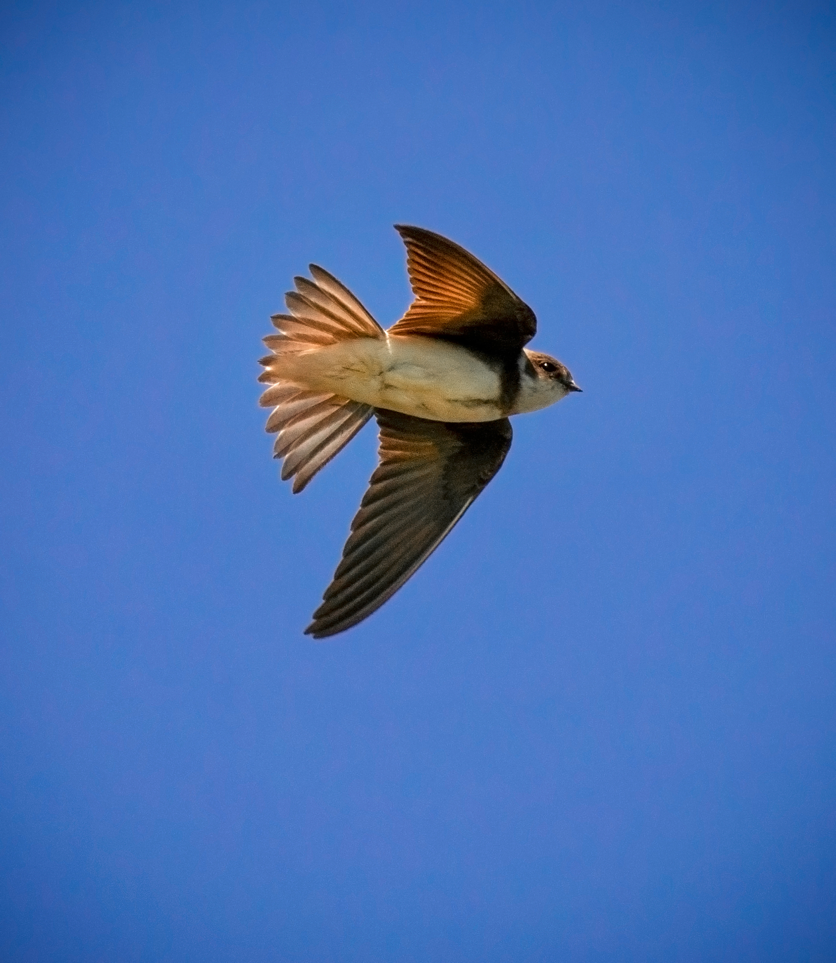 graceful flight - My, Birds, The photo, Animals, Photo hunting, Nature, Martin, Lucky moment, Flight