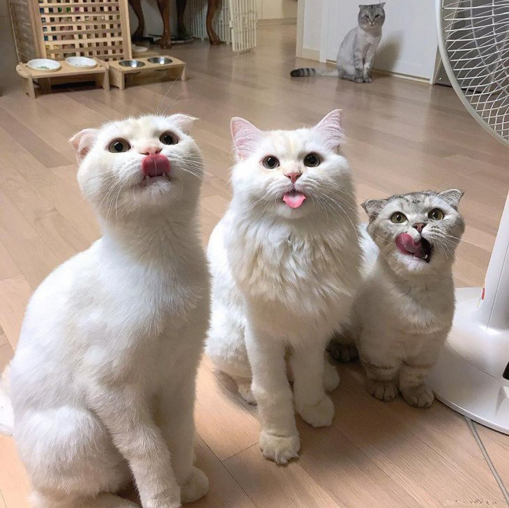 slime - cat, Lick, The photo