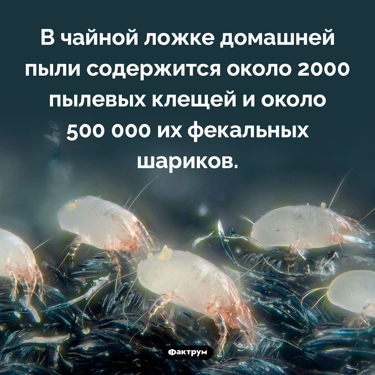 Подборка интересных фактов № 94 - Картинка с текстом, Факты, Подборка, Познавательно, Фактрум, Длиннопост