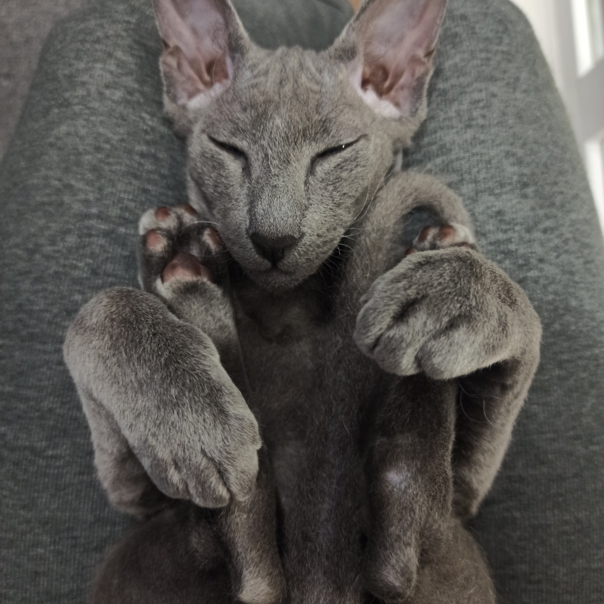 Meet my catdog - My, cat, Peterbald, Sphinx, Longpost