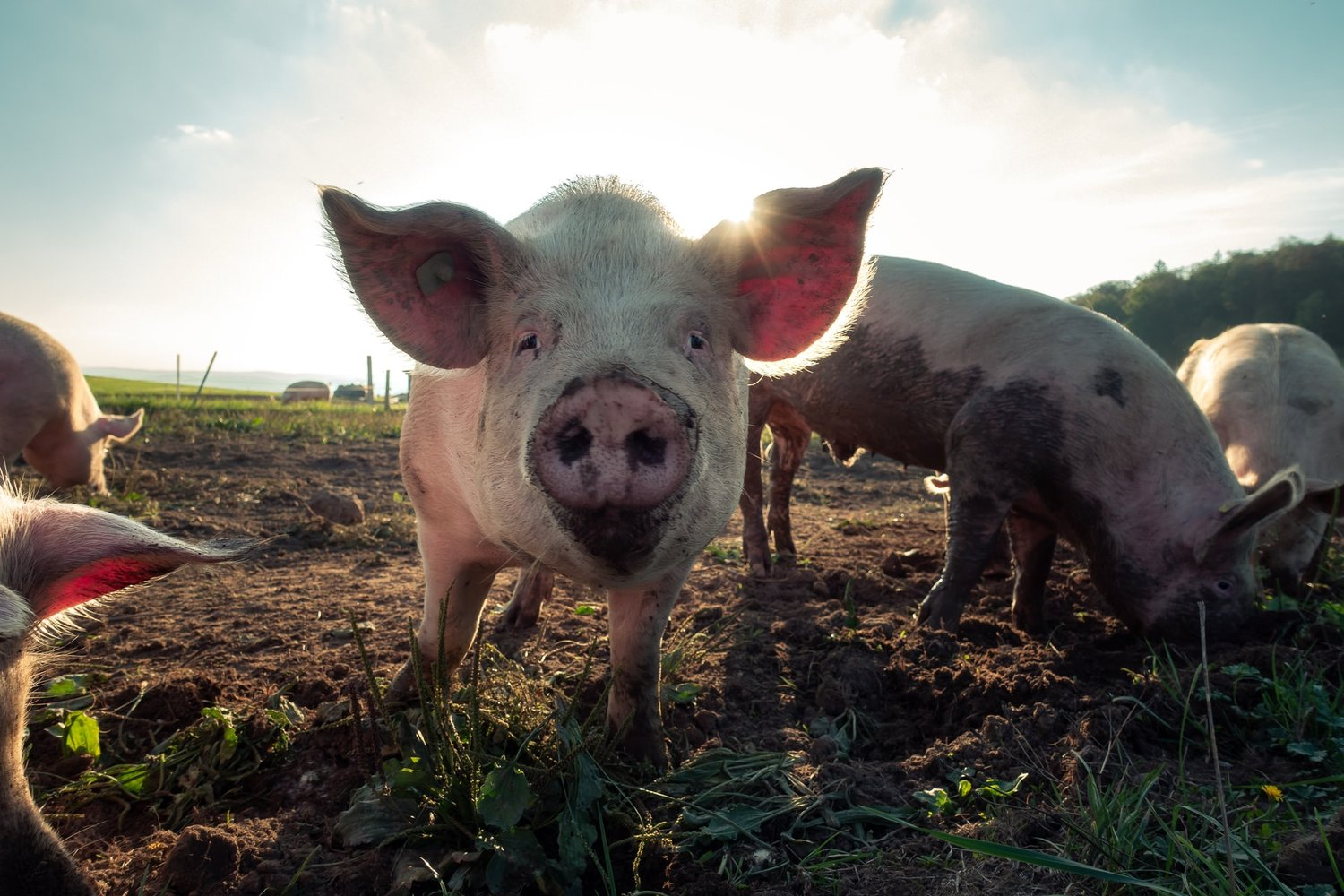 In the Irkutsk region, a man died after being bitten by a pig - Pig, Death, Negative, Irkutsk region, Life safety, Pets, Dangerous animals, Troubled neighbors, Longpost, Repeat