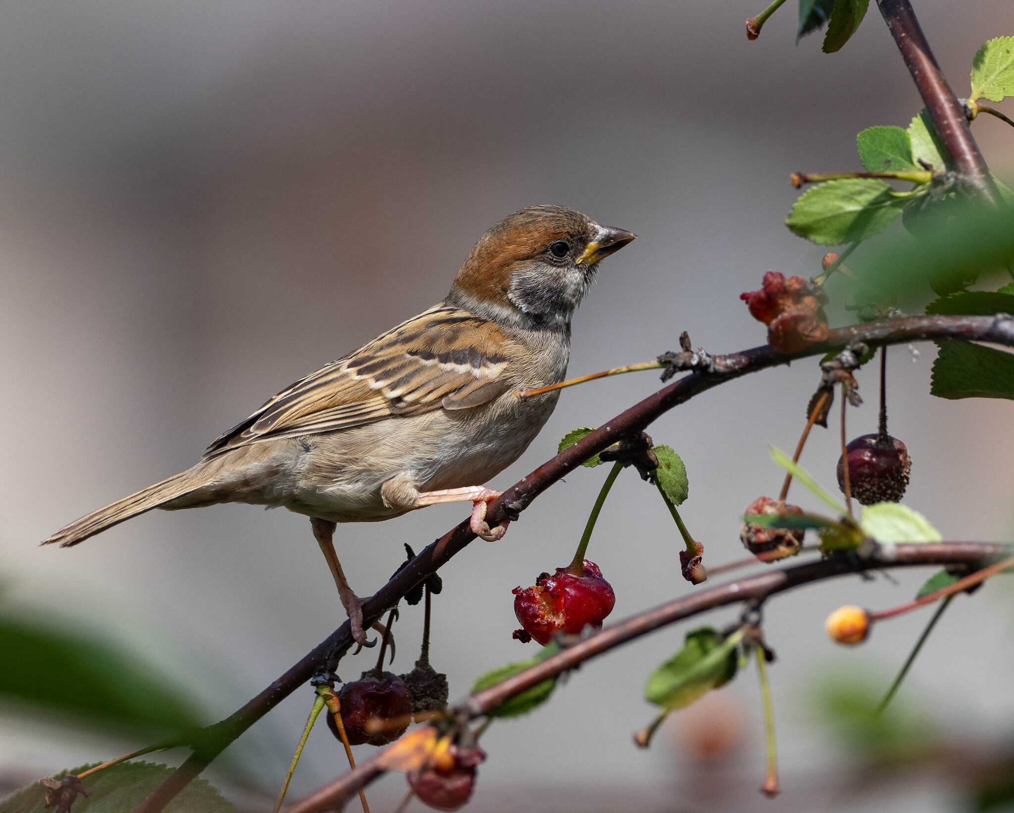 Sparrow chick feast on fermented cherries - My, Sparrow, Birds, Photo hunting, Chick