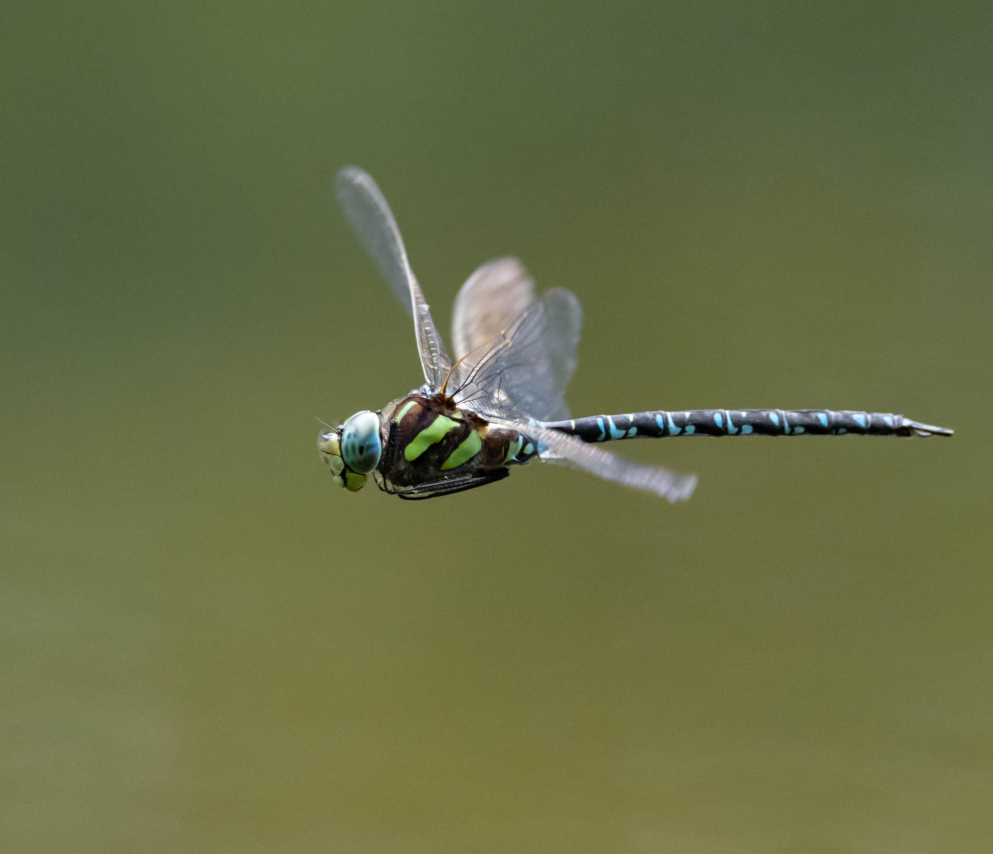 Dragonfly - My, Dragonfly, Insects, Longpost