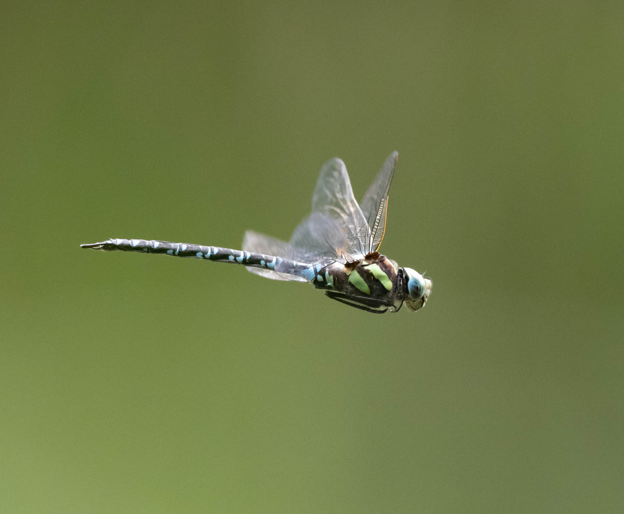 Dragonfly - My, Dragonfly, Insects, Longpost