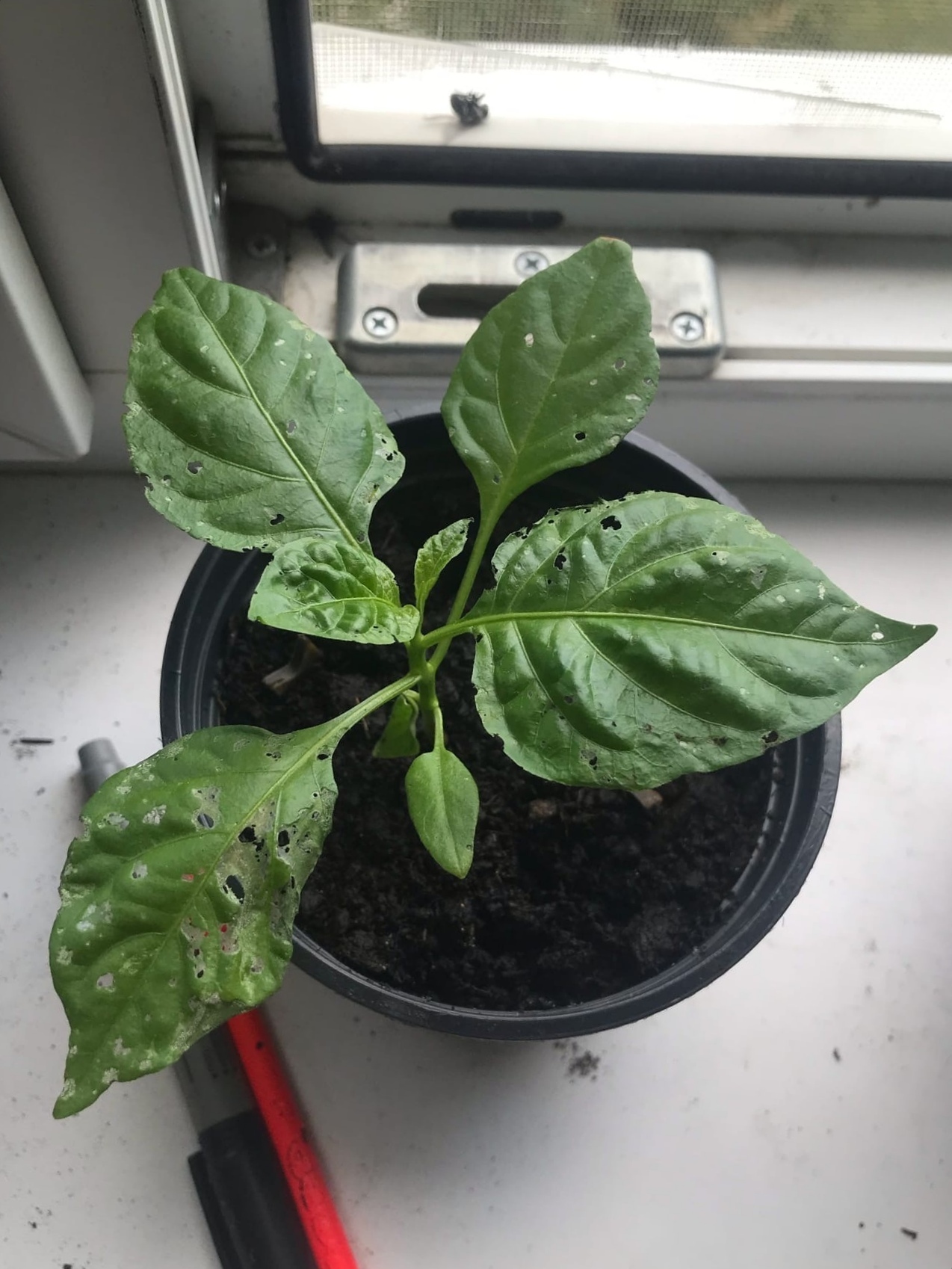 Intermediate results of the fight against scoops - My, Growing, Seedling, Vegetable garden on the windowsill, Gardening, Hot peppers, Pepper, Pests, Longpost