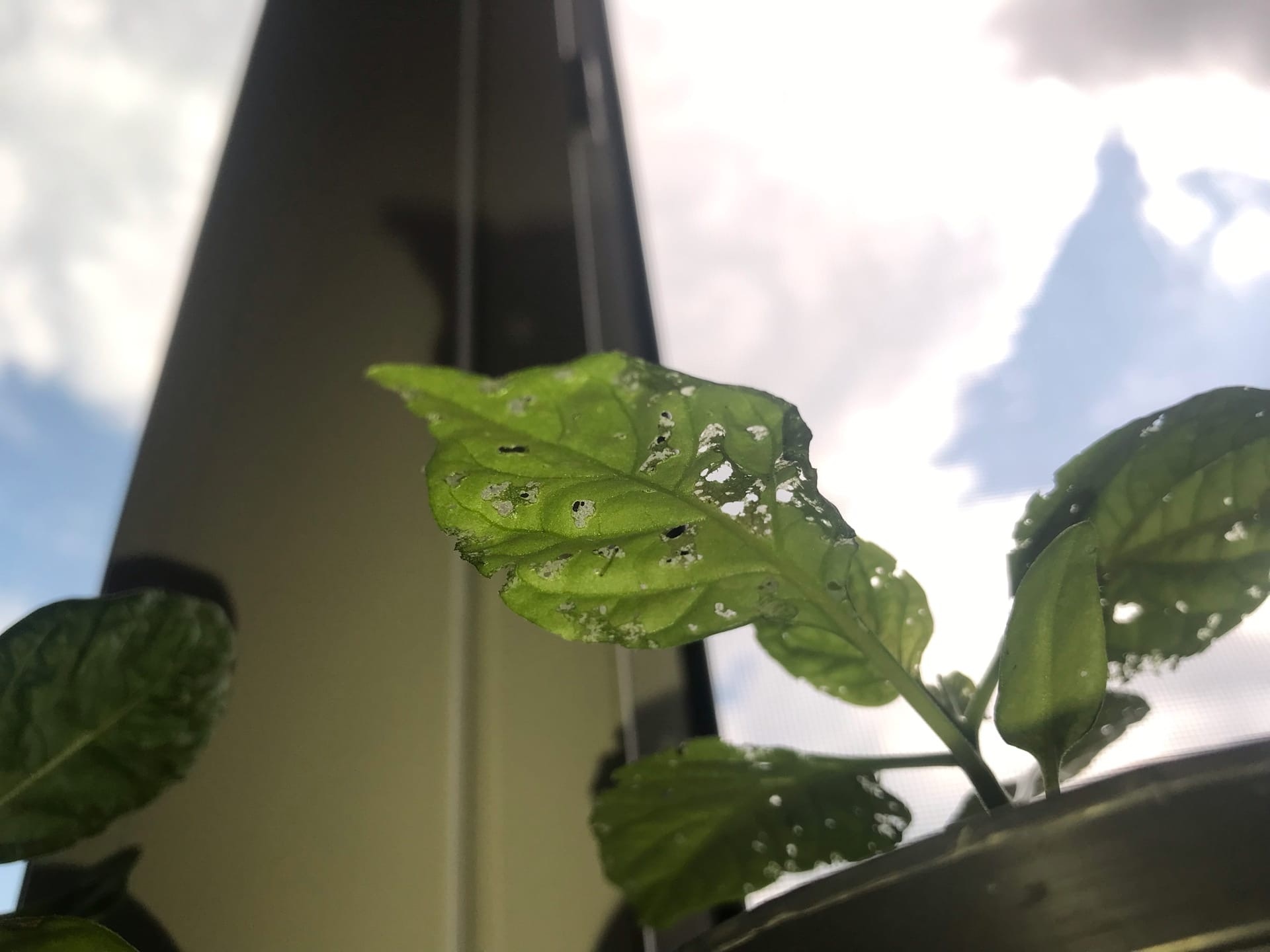 Intermediate results of the fight against scoops - My, Growing, Seedling, Vegetable garden on the windowsill, Gardening, Hot peppers, Pepper, Pests, Longpost