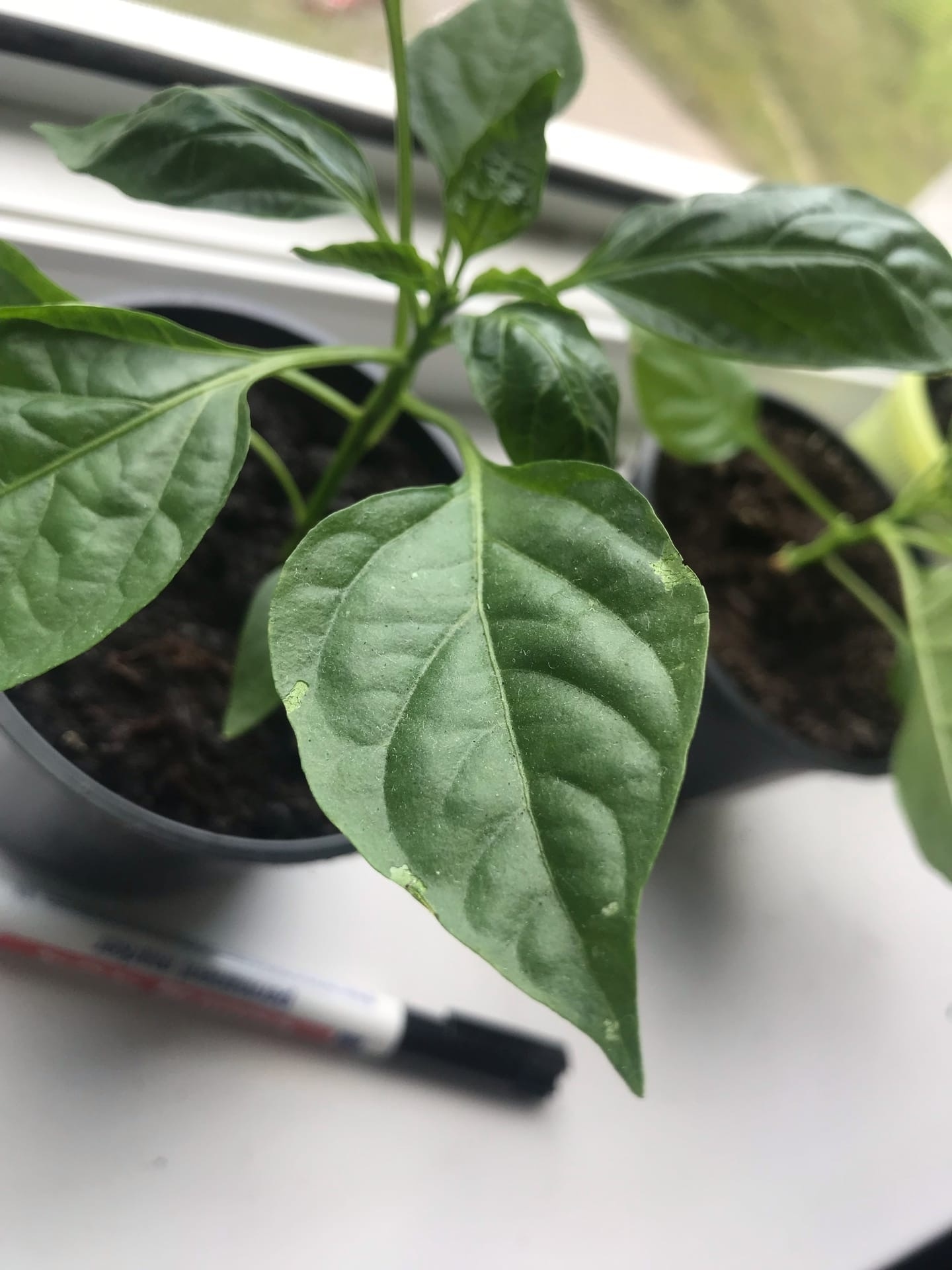 Intermediate results of the fight against scoops - My, Growing, Seedling, Vegetable garden on the windowsill, Gardening, Hot peppers, Pepper, Pests, Longpost