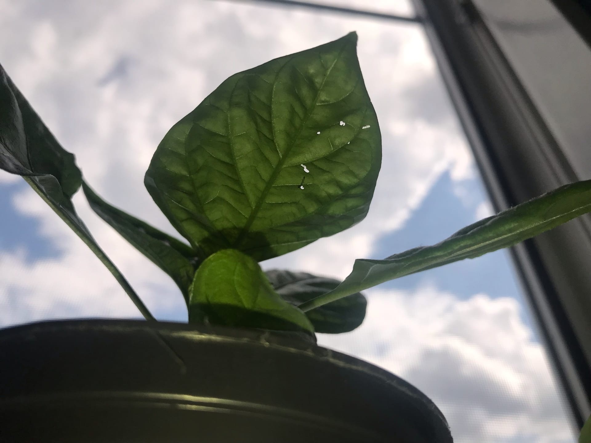 Intermediate results of the fight against scoops - My, Growing, Seedling, Vegetable garden on the windowsill, Gardening, Hot peppers, Pepper, Pests, Longpost