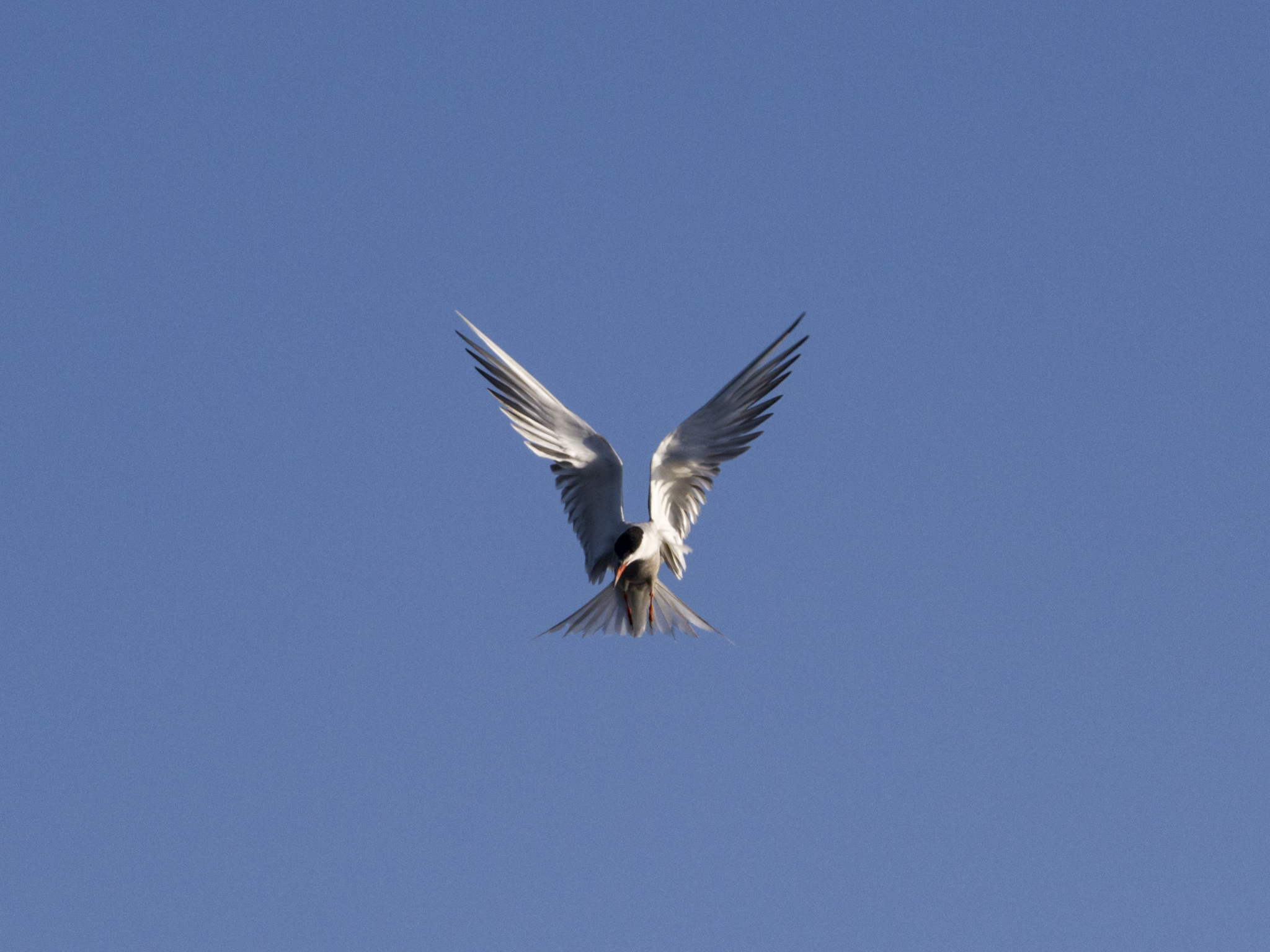 Common tern while hunting - My, The photo, Nature, The nature of Russia, Birds, Seagulls, Tern