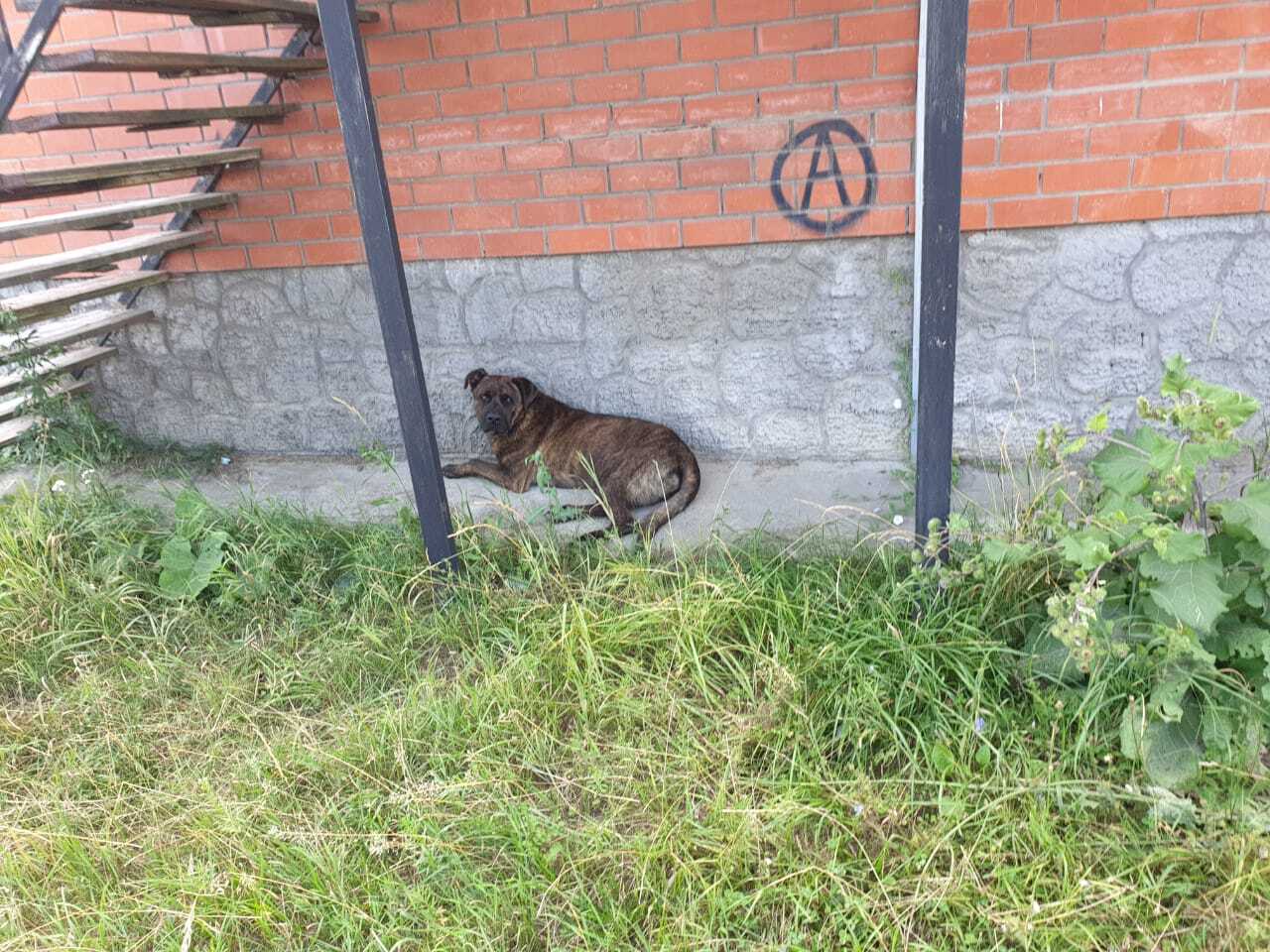 Dog needs help... - Helping animals, Found a dog, Longpost, Dog, No rating