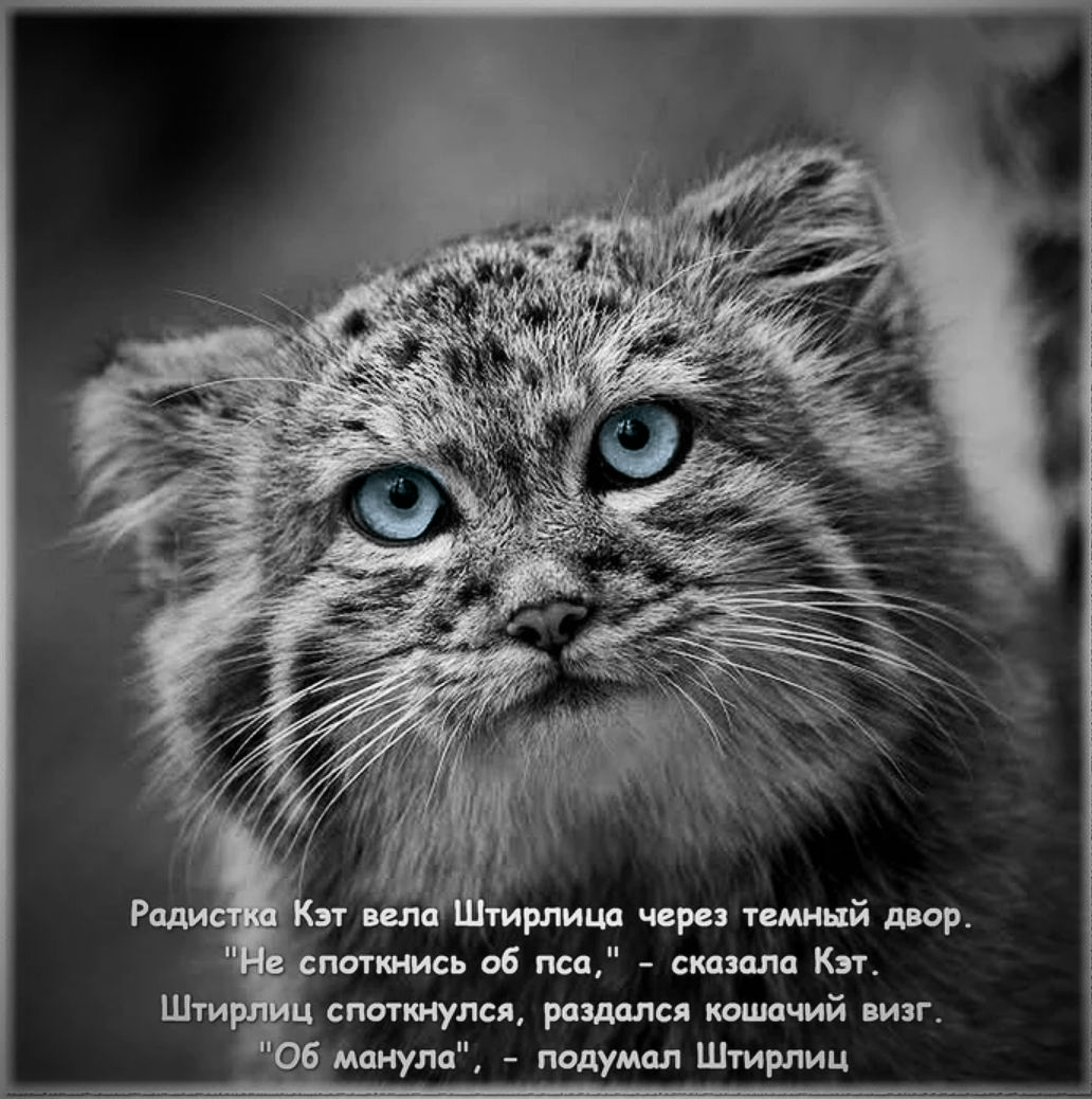 deceived - Repeat, The photo, Pallas' cat, Pet the cat, Small cats, Humor