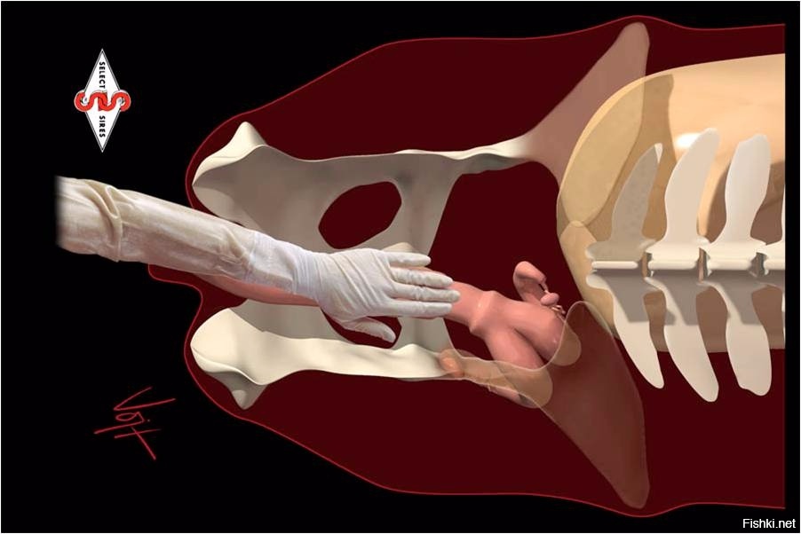 When can cows be inseminated - My, Artificial insemination, Veterinary, Cow, Сельское хозяйство, Video, Soundless, Longpost