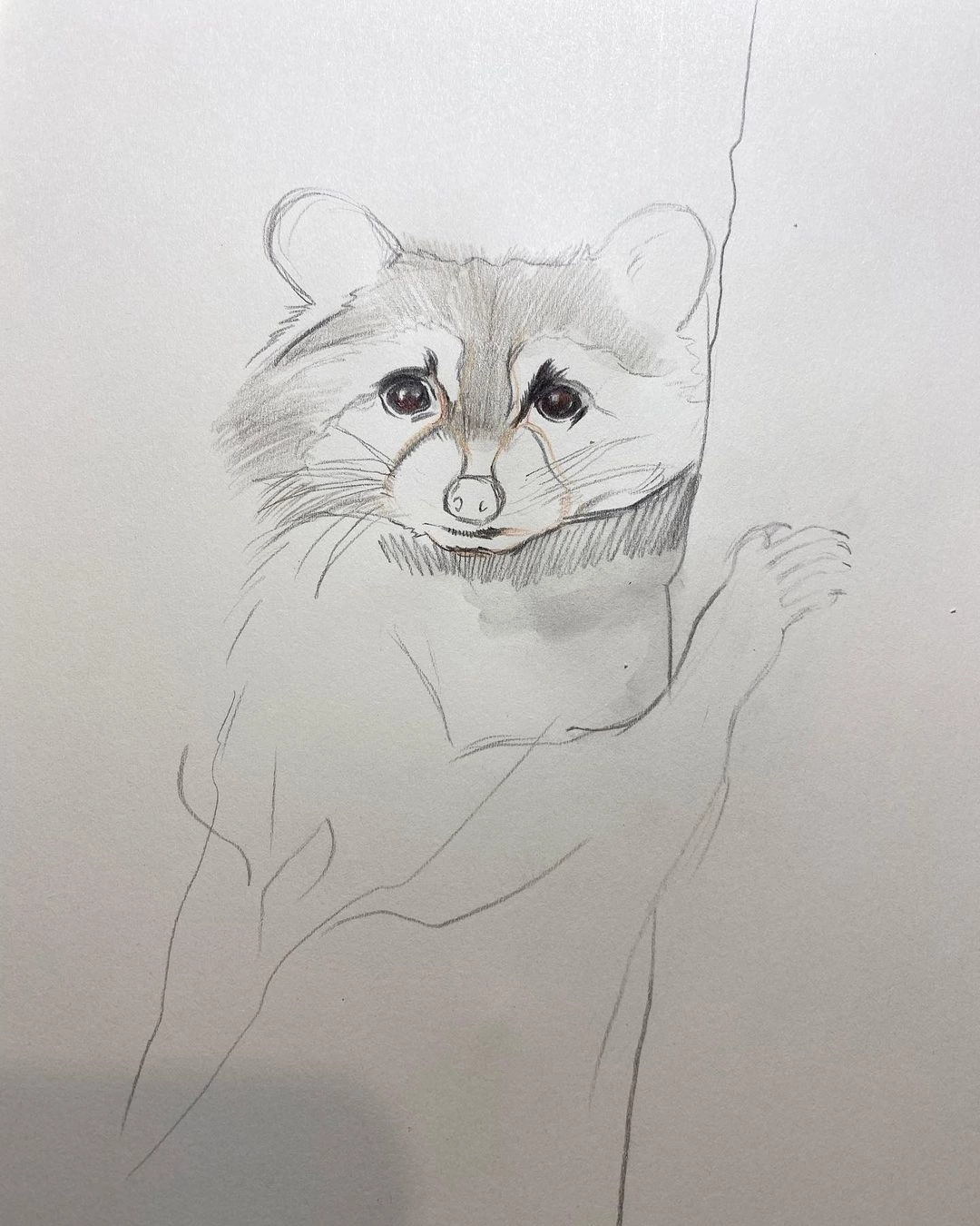 Raccoon sketch - My, Colour pencils, Pencil drawing, Sketch, Pen drawing, Sketch, Watercolor, Art, Raccoon, Longpost