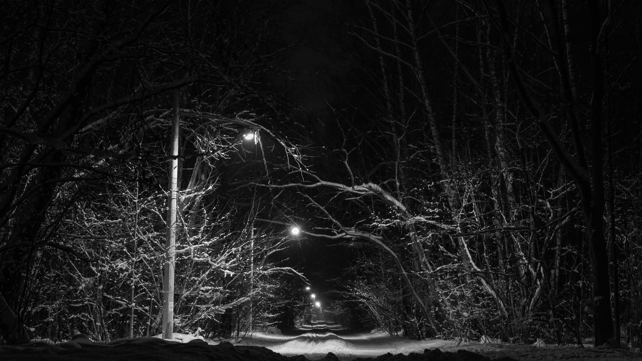 Night in Elk Island - My, The photo, Nikon, Elk Island, Winter, The park