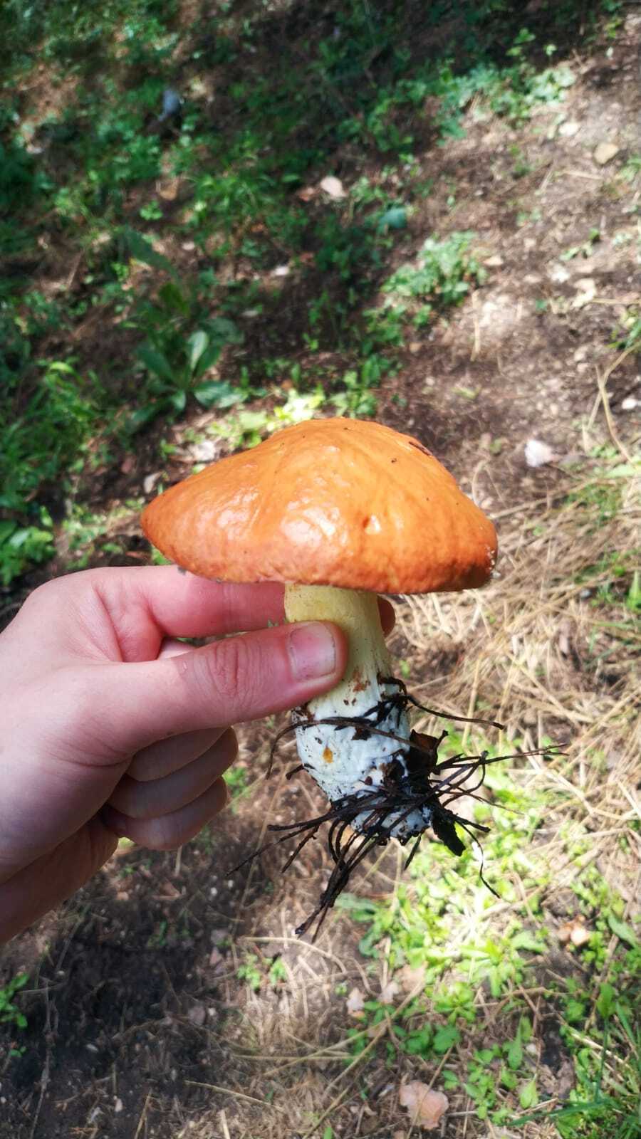 Tell - Mushrooms, Help, Advice, Mushroom pickers, The photo, Longpost