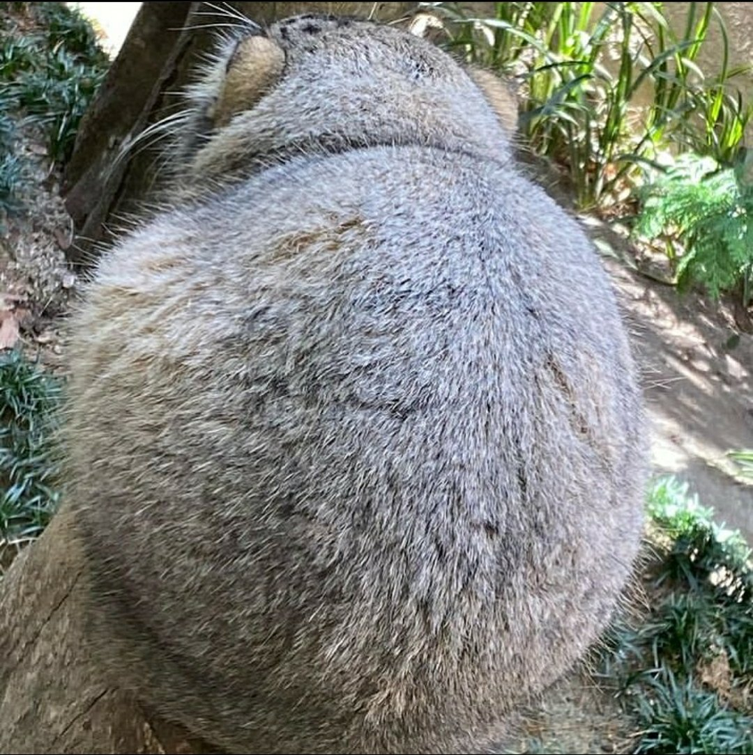 Reply to the post Square Manula - Pallas' cat, Pet the cat, Small cats, The photo, Wild animals, Cat family, Predatory animals, Reply to post