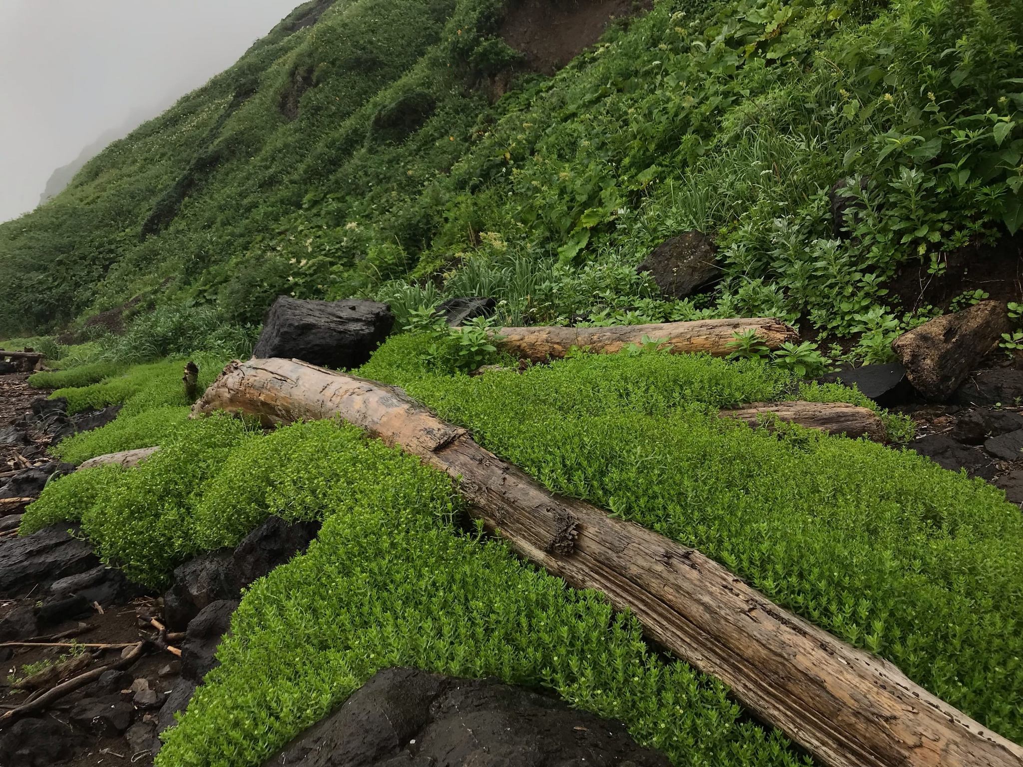 Soft herbal pillow on the seashore - My, Sakhalin, Quiet Bay, Sea, Sea of ??Okhotsk, Longpost